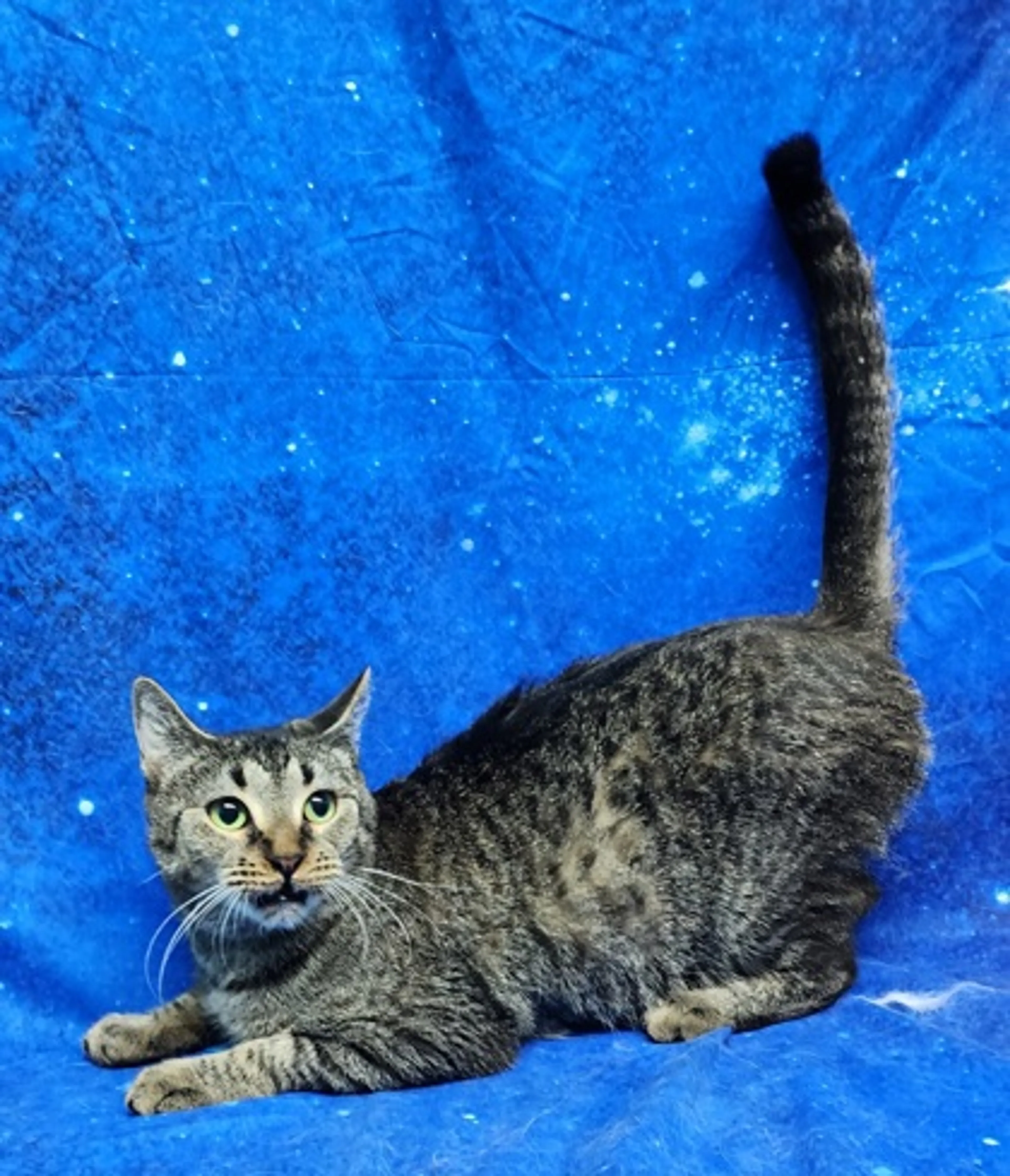 Found pet-1