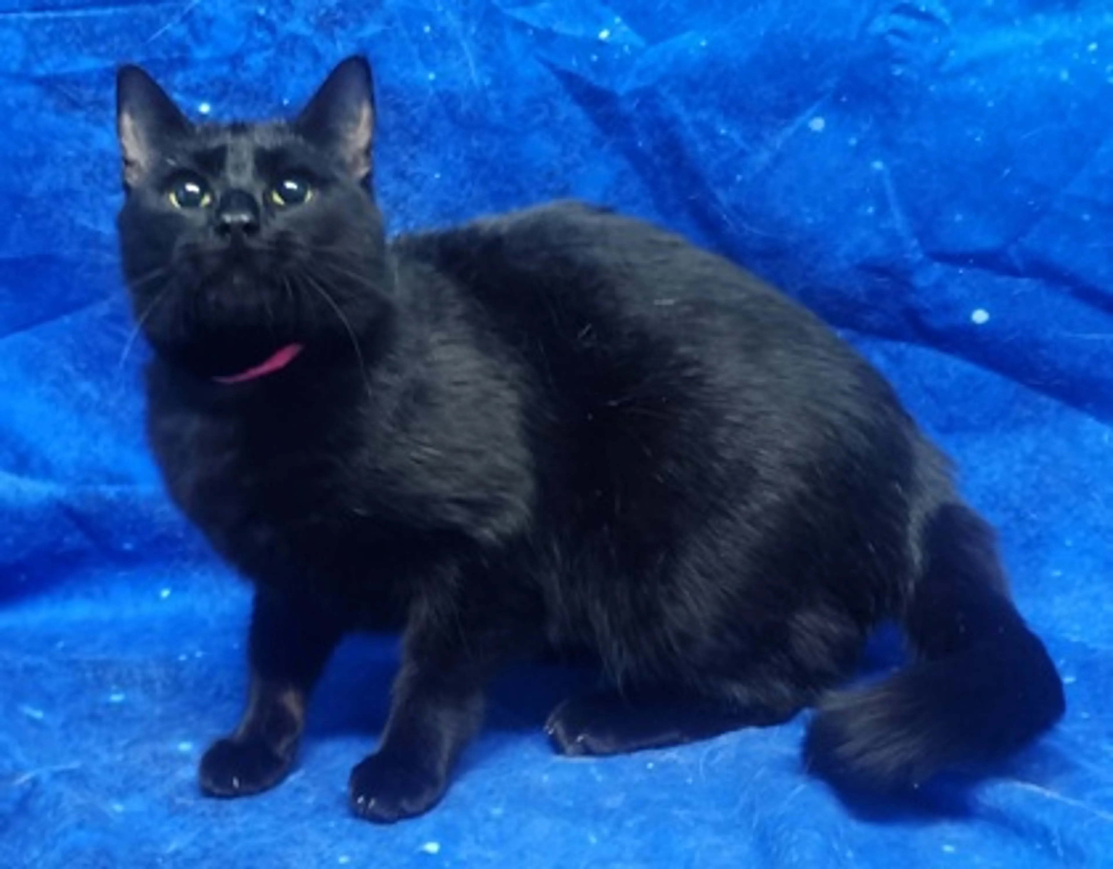 Found pet-1