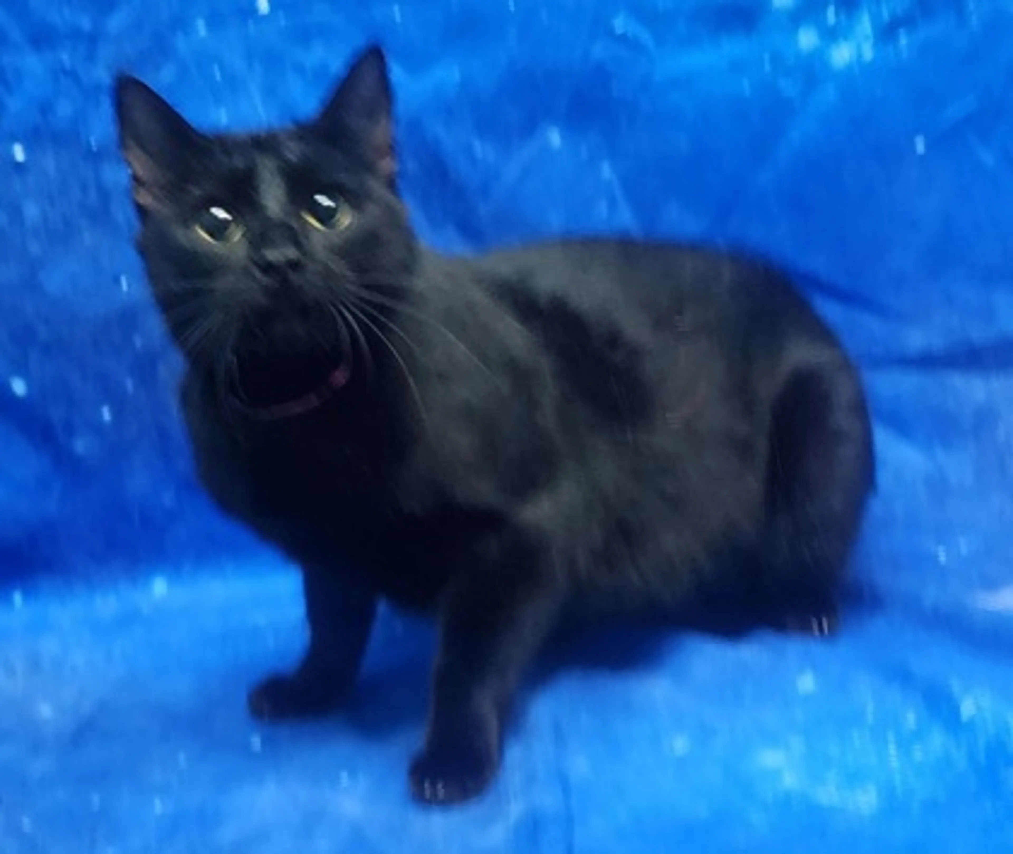 Found pet-0