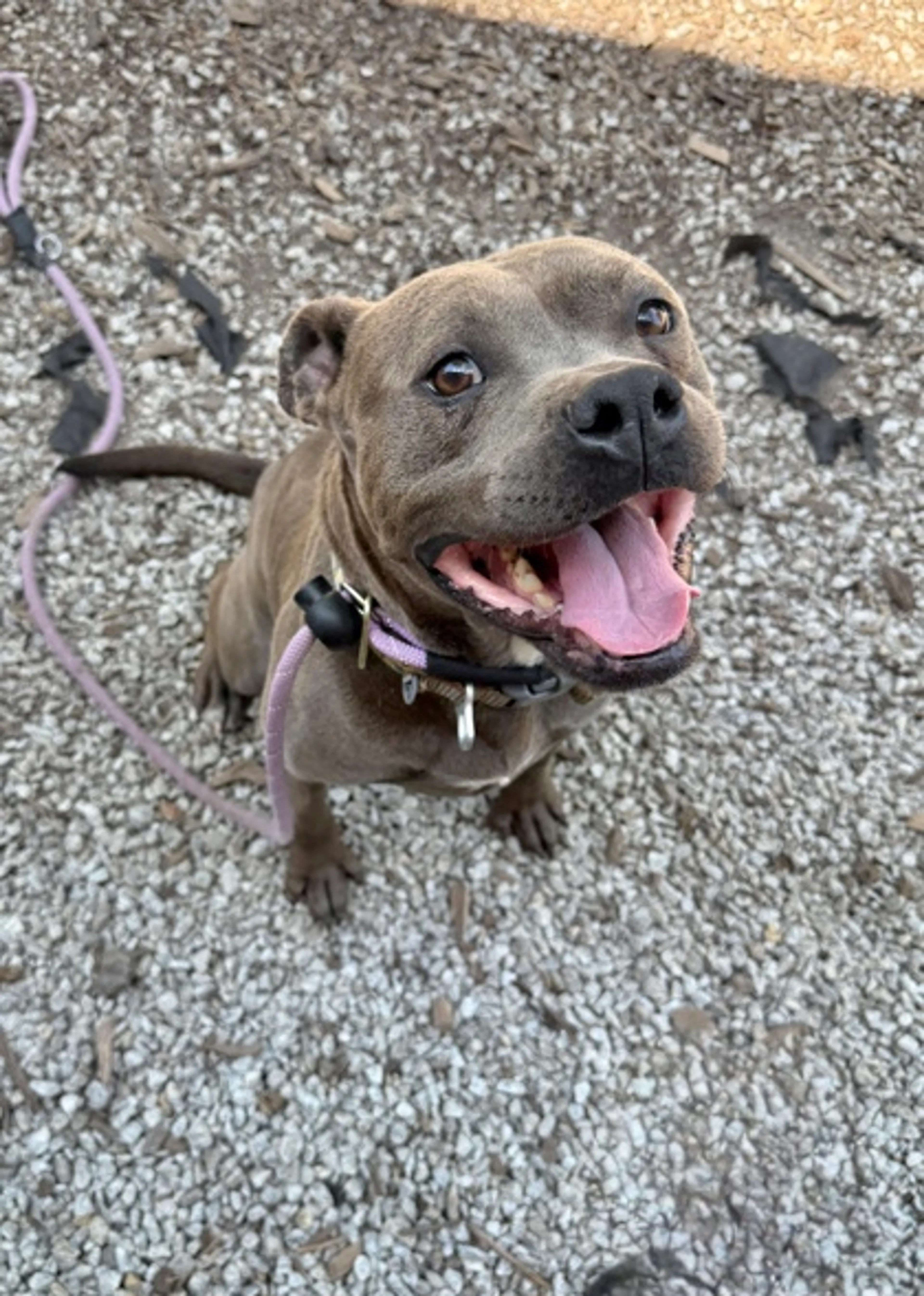 Found pet