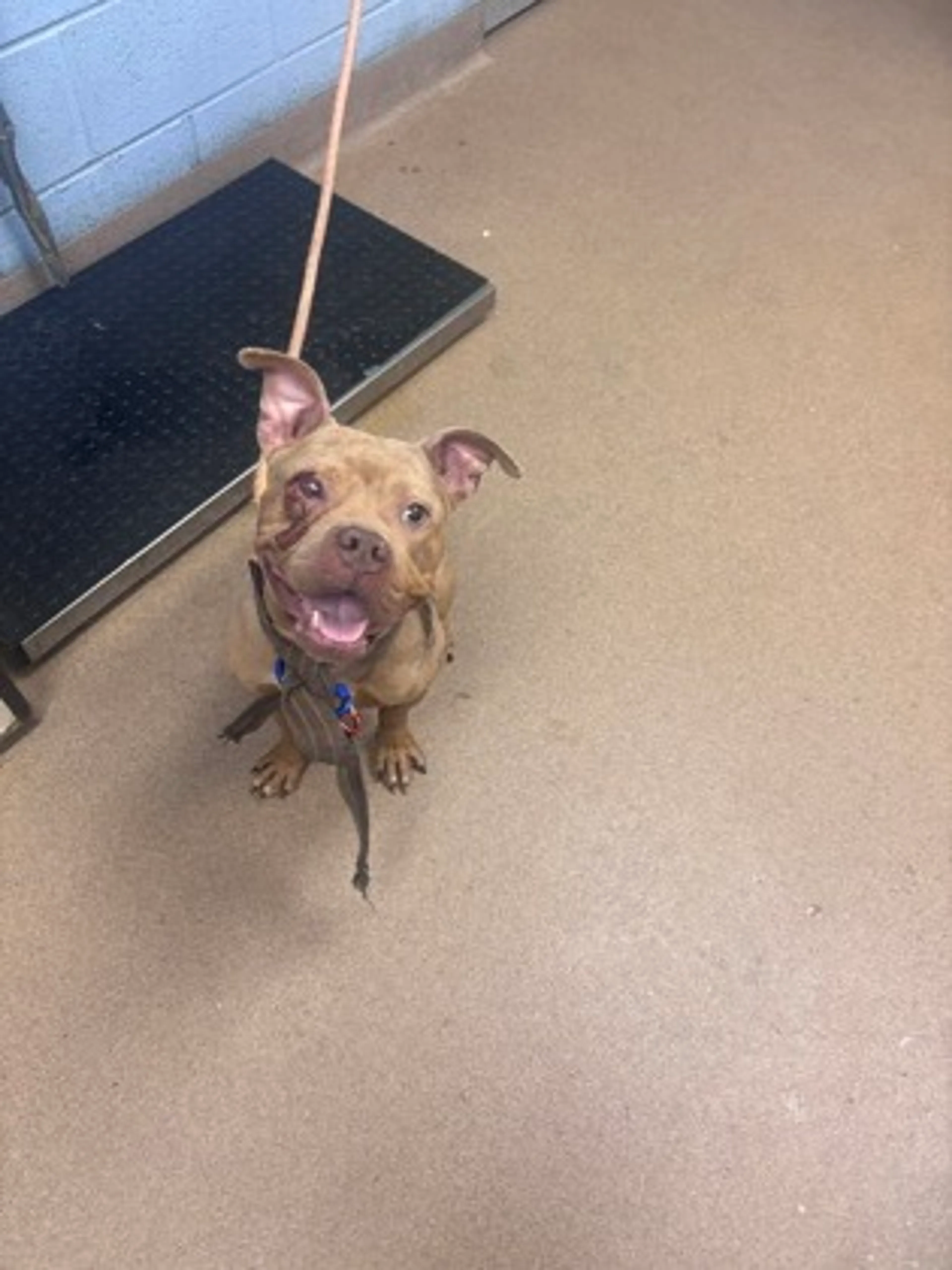 Found pet