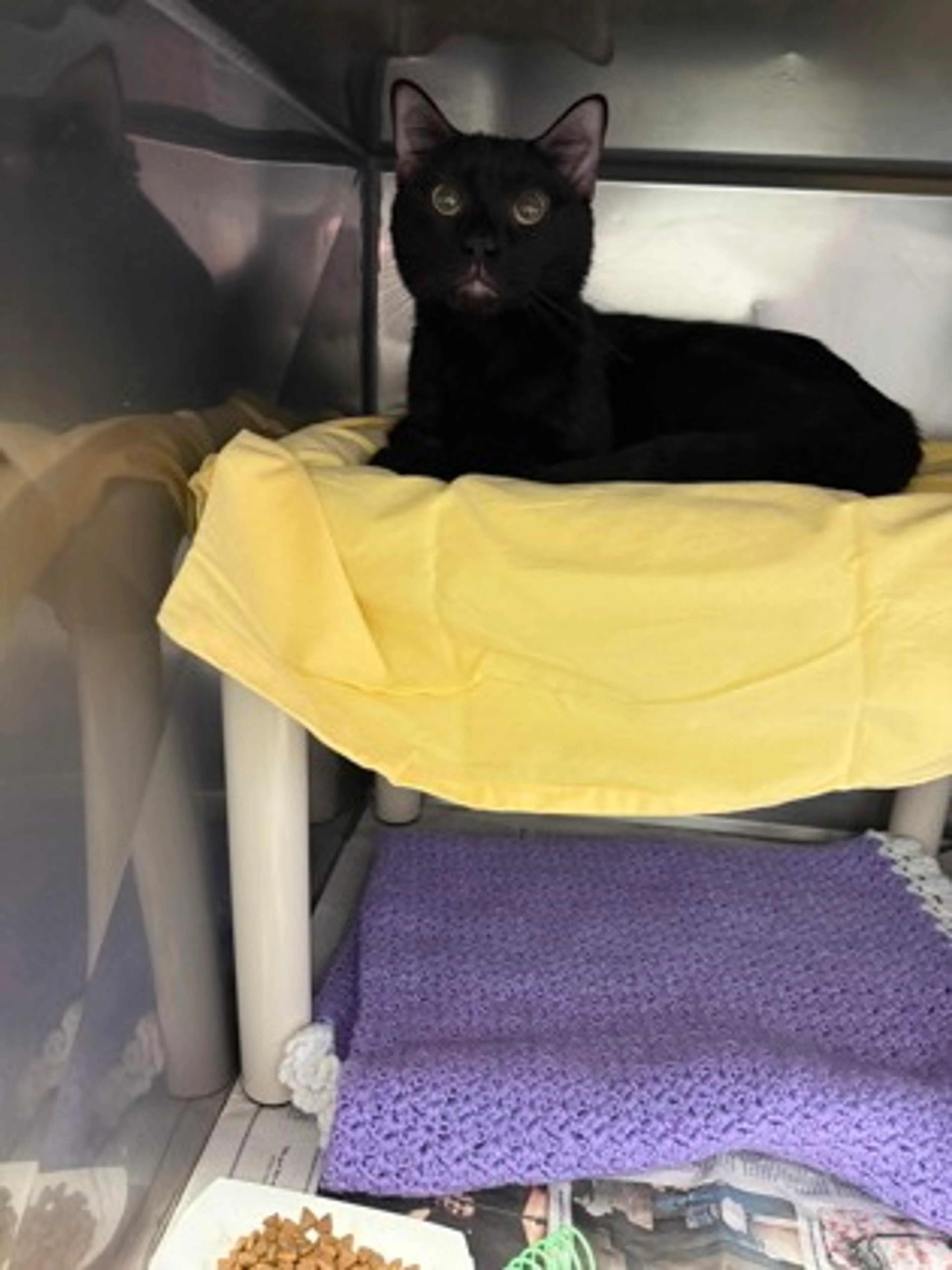 Found pet-2