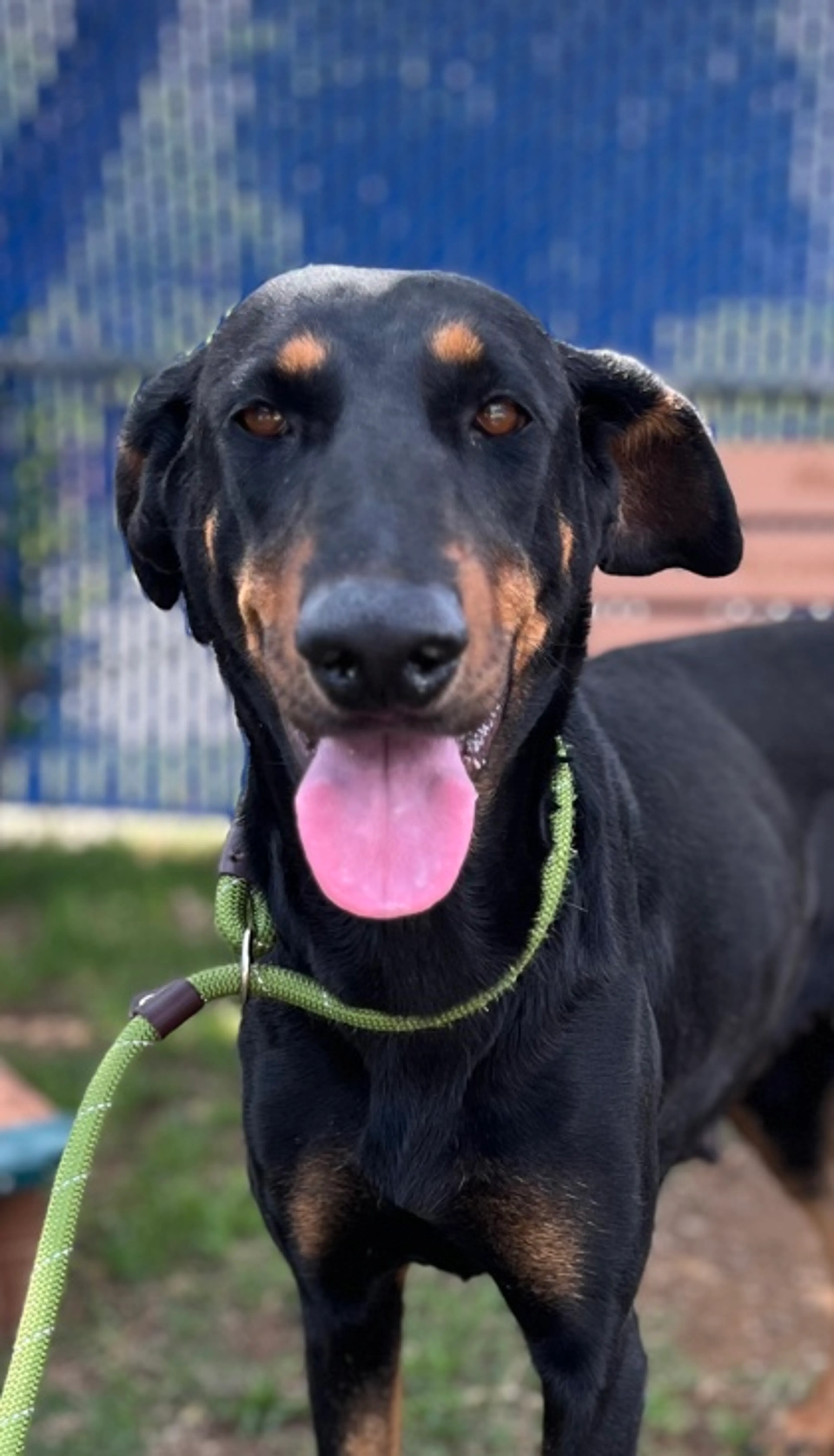 Found pet-2