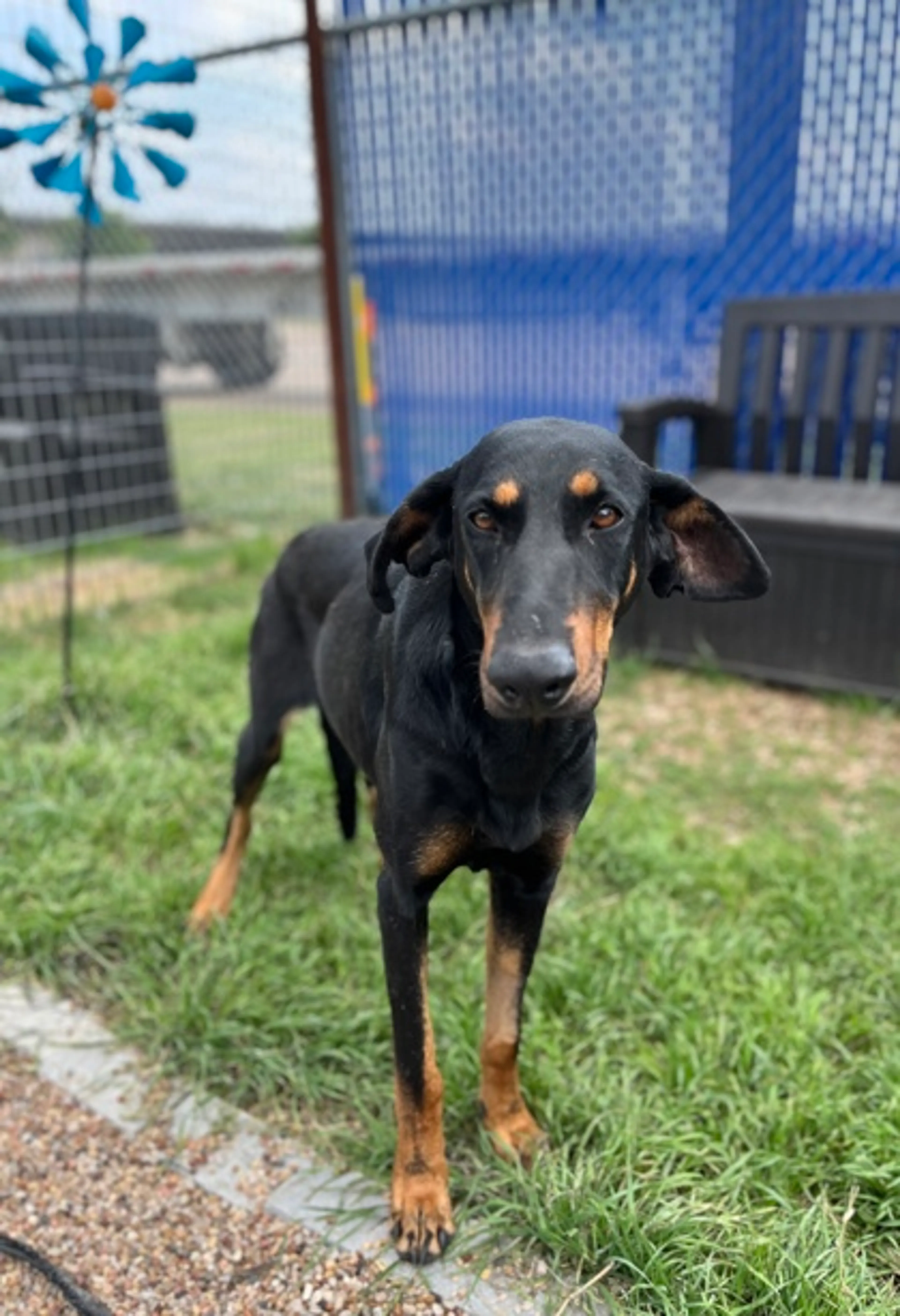 Found pet-1