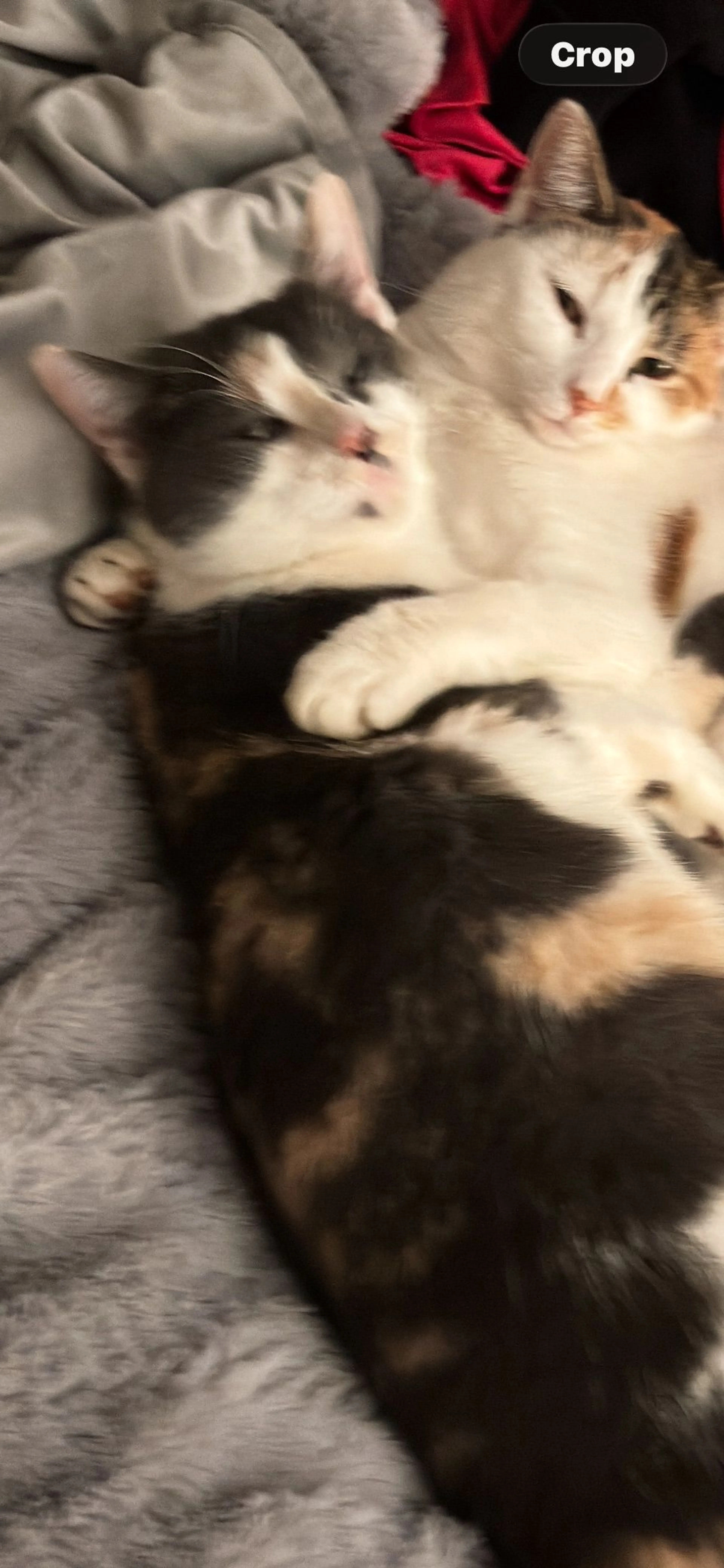Lost pet