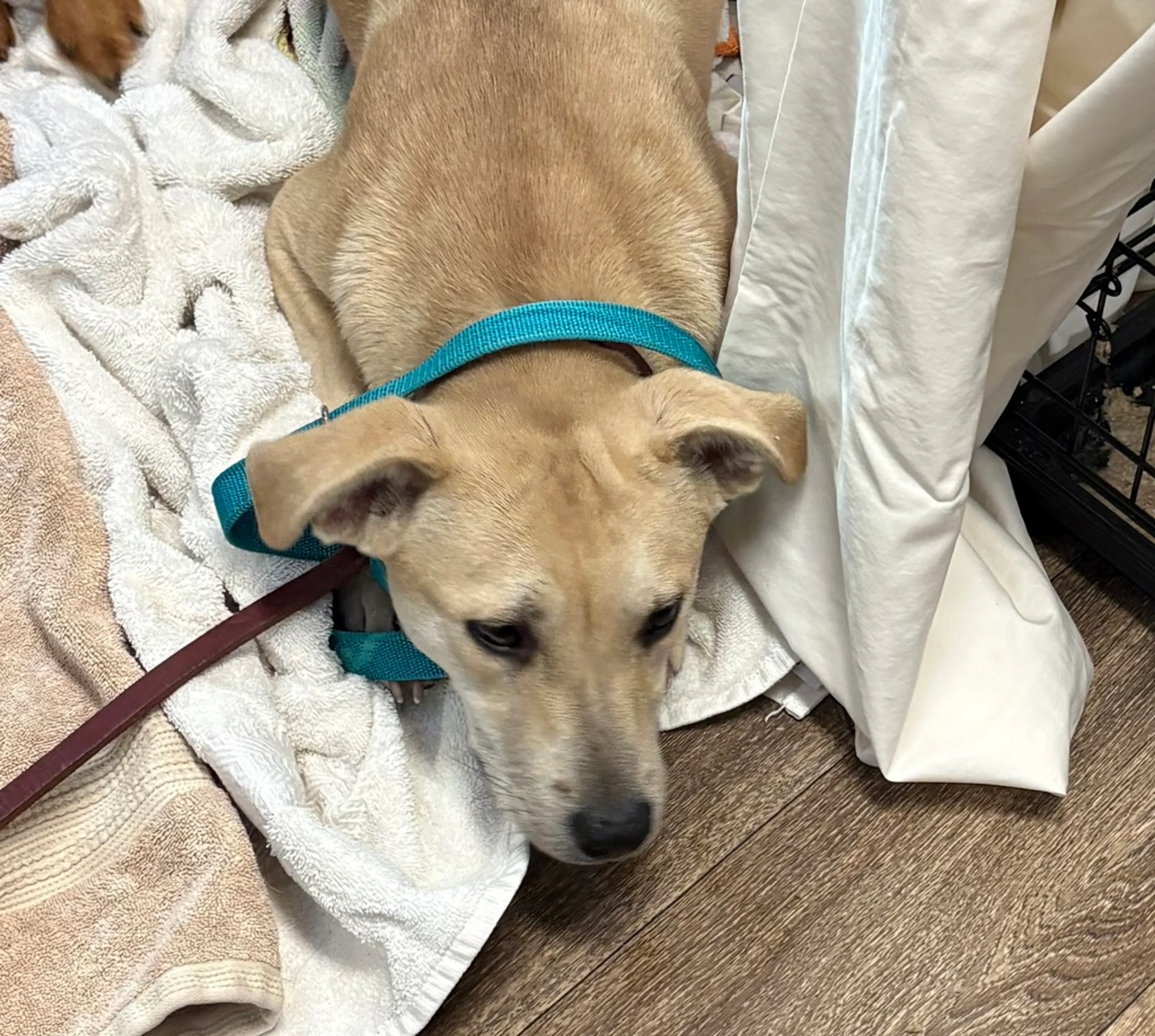 Found pet-1