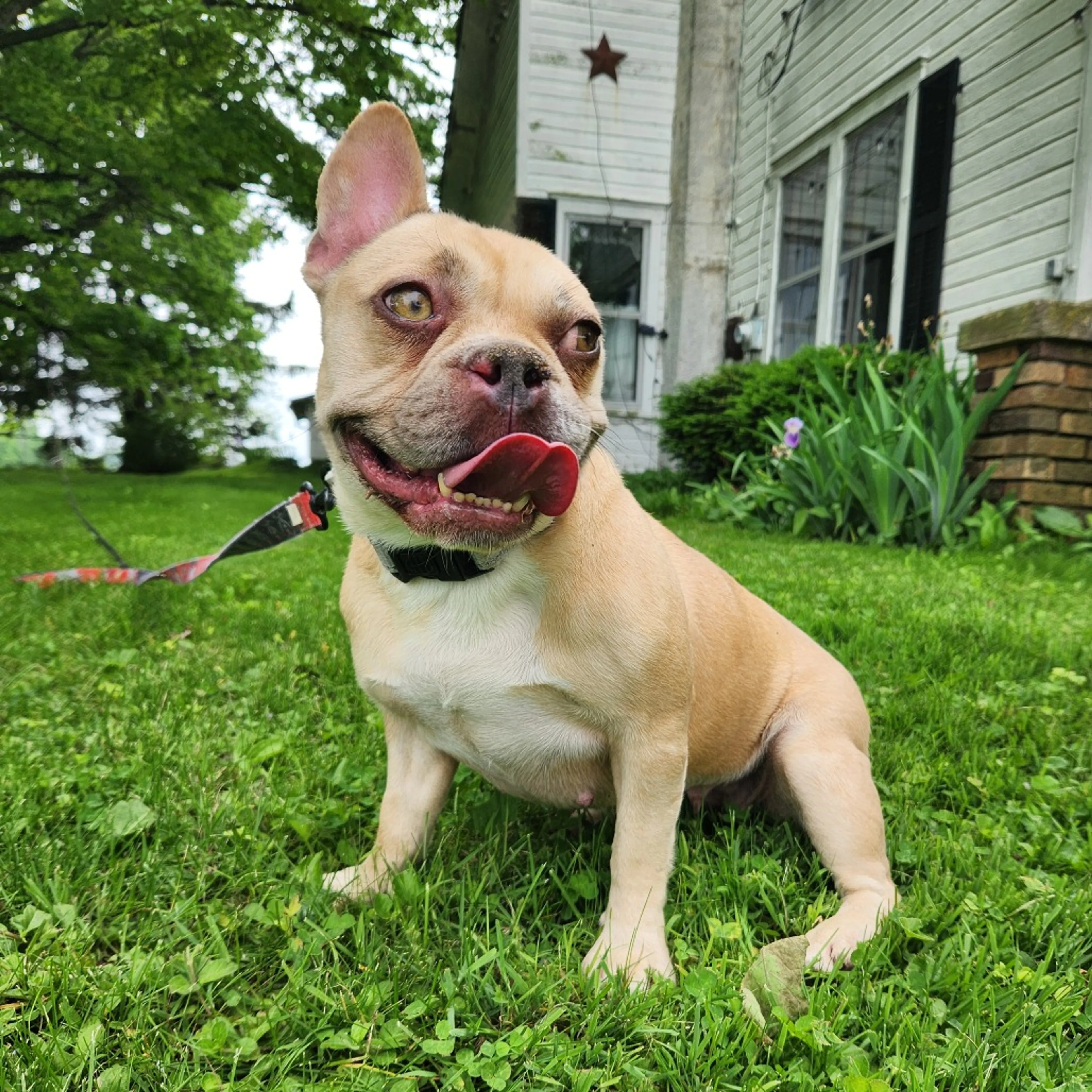 cdn image
