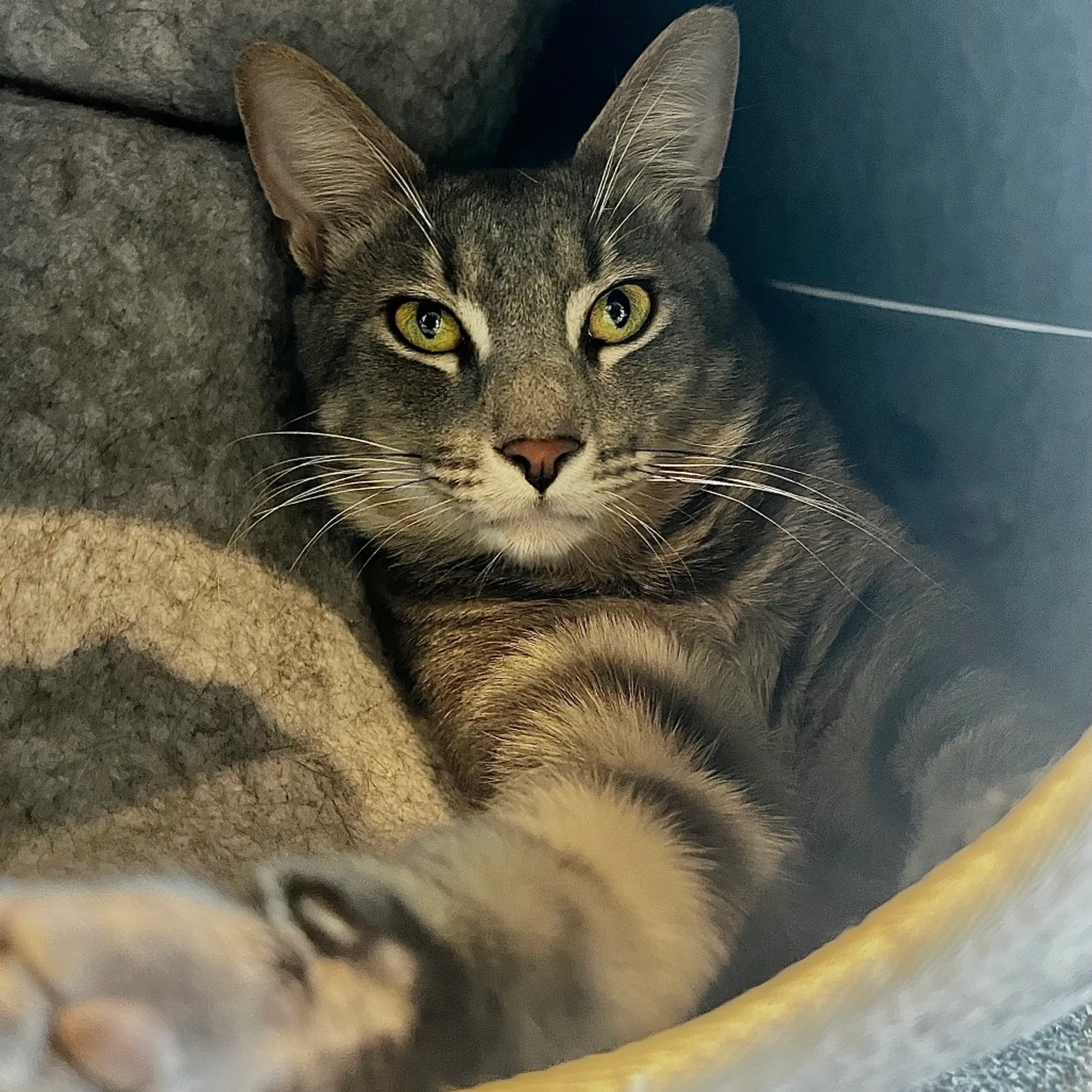 Found pet-2