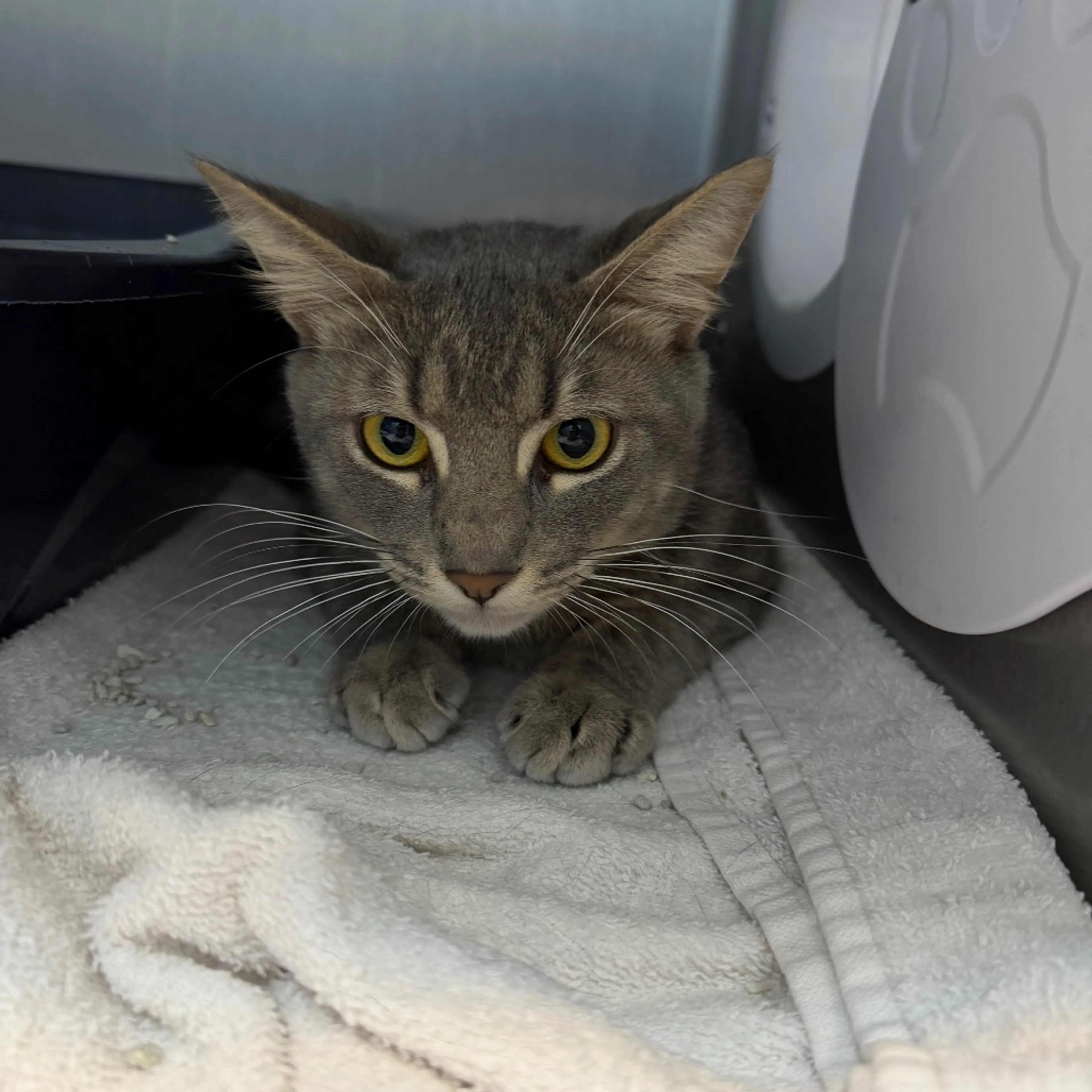 Found pet-1