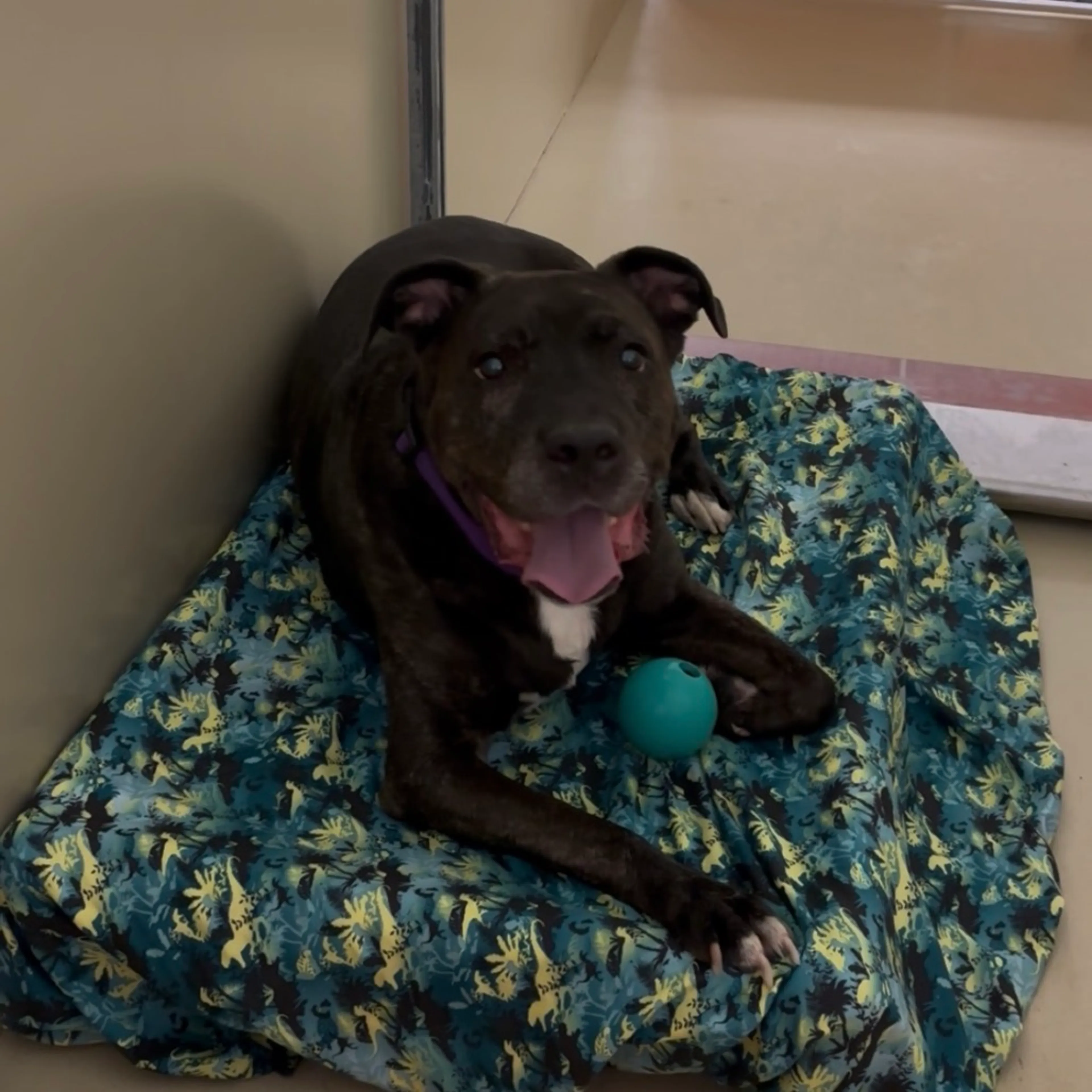 Found pet-11