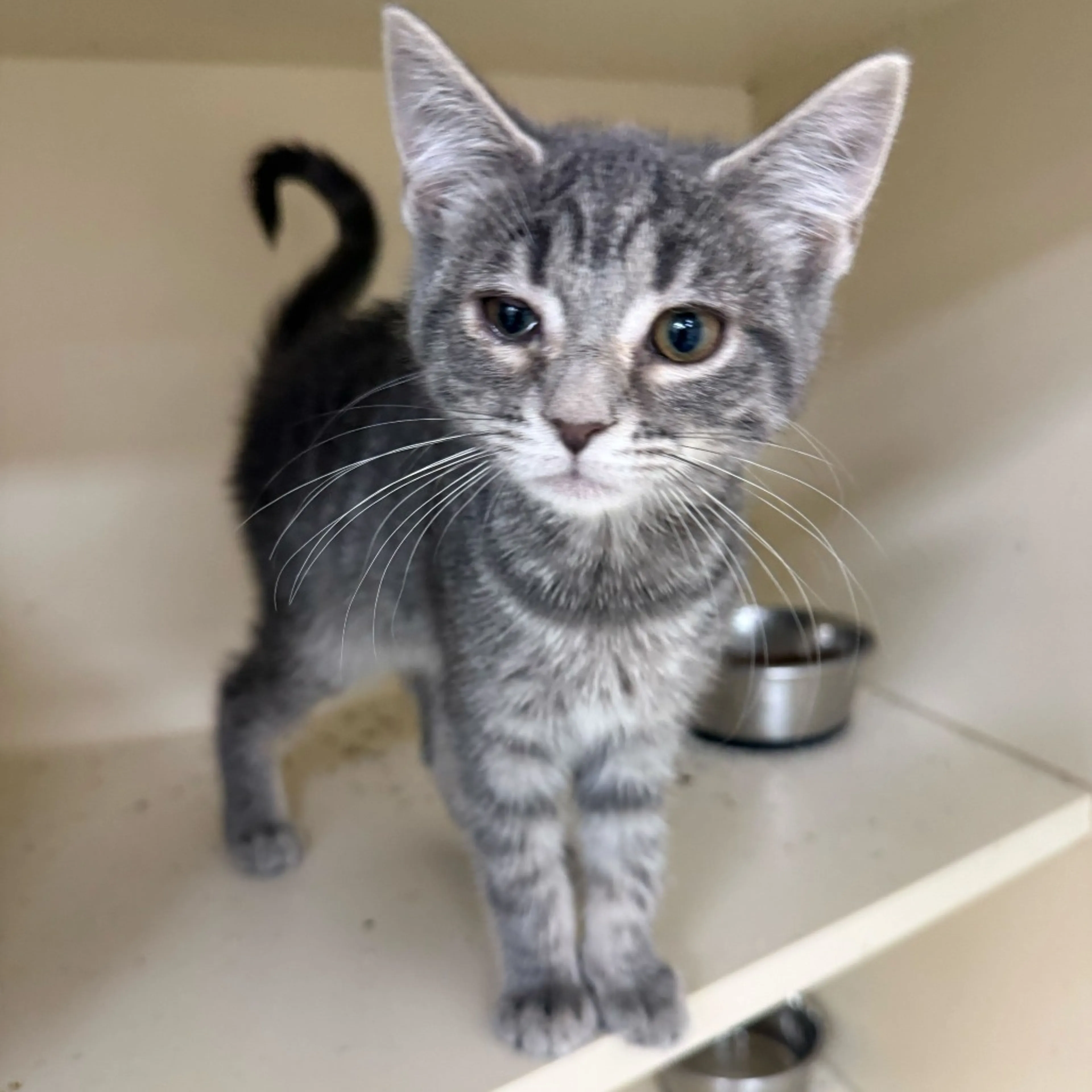 Found pet