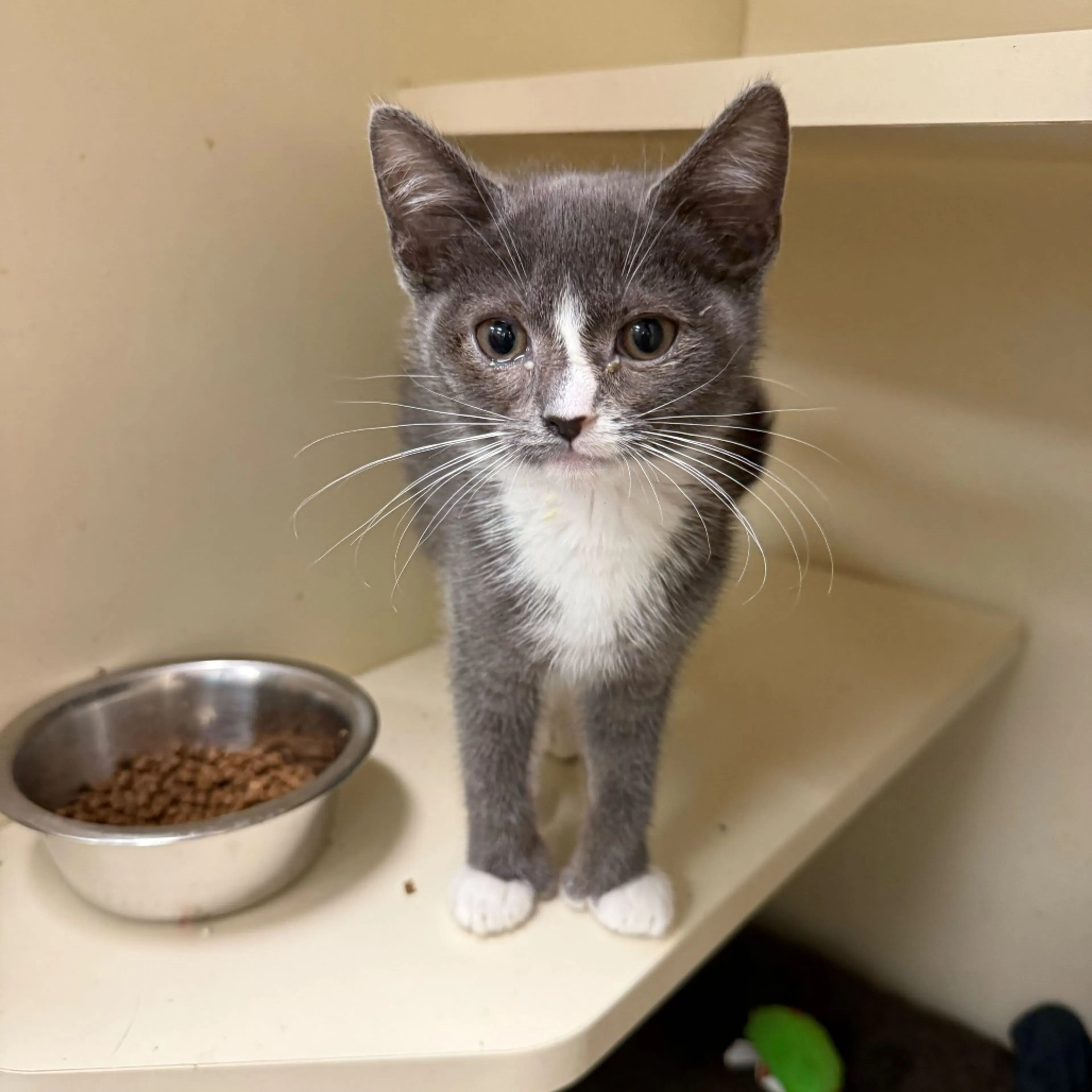 Found pet