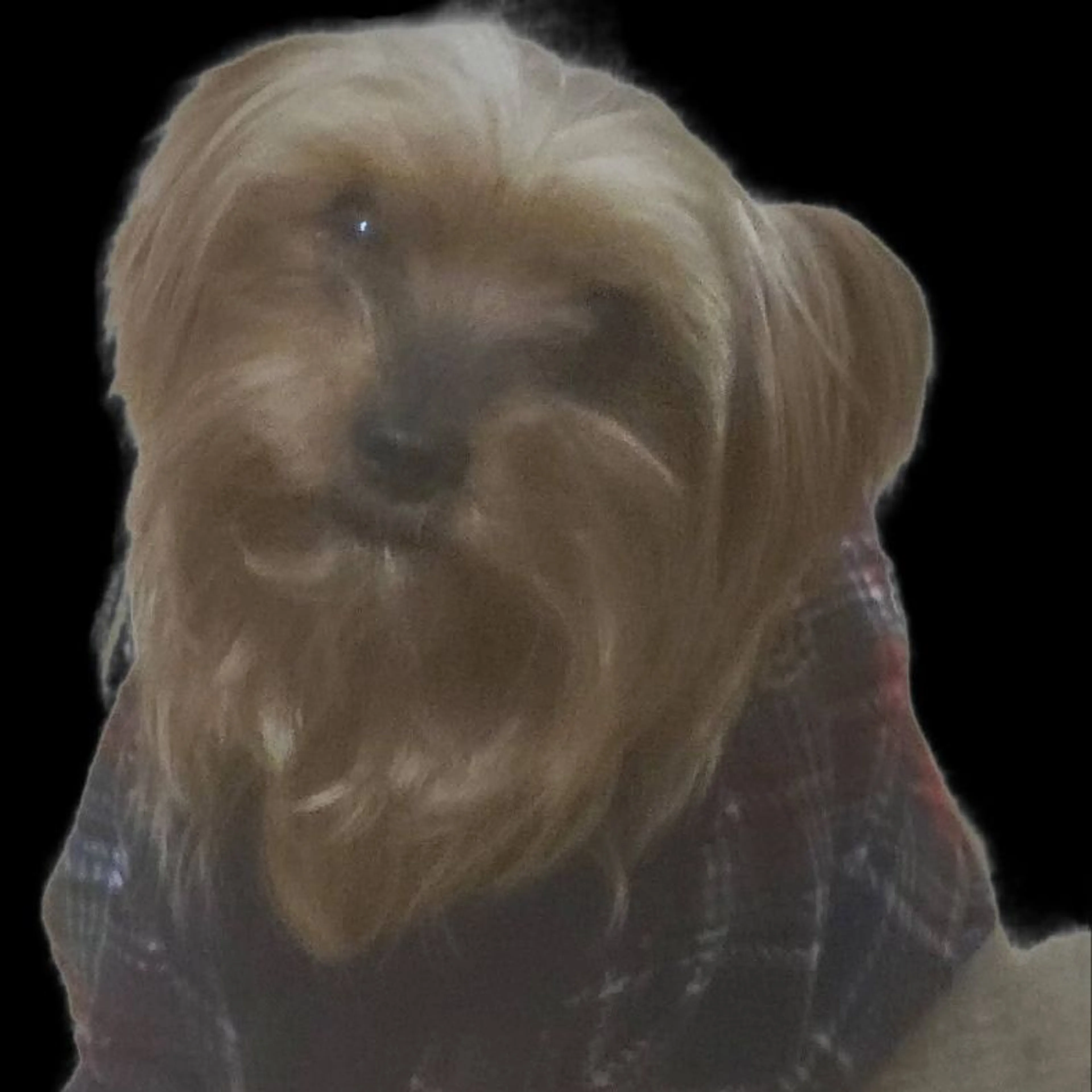 Lost pet-0