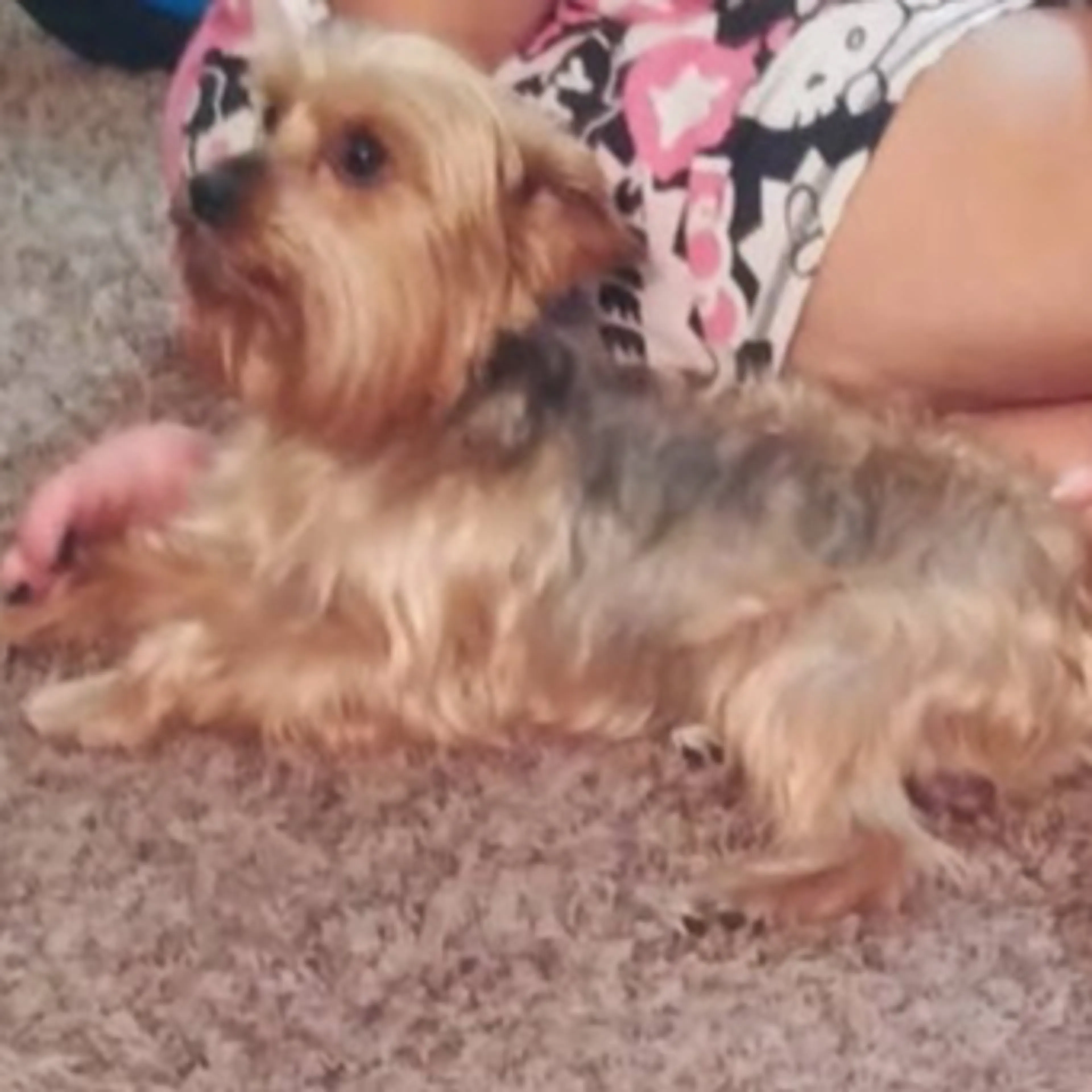 Lost pet-1