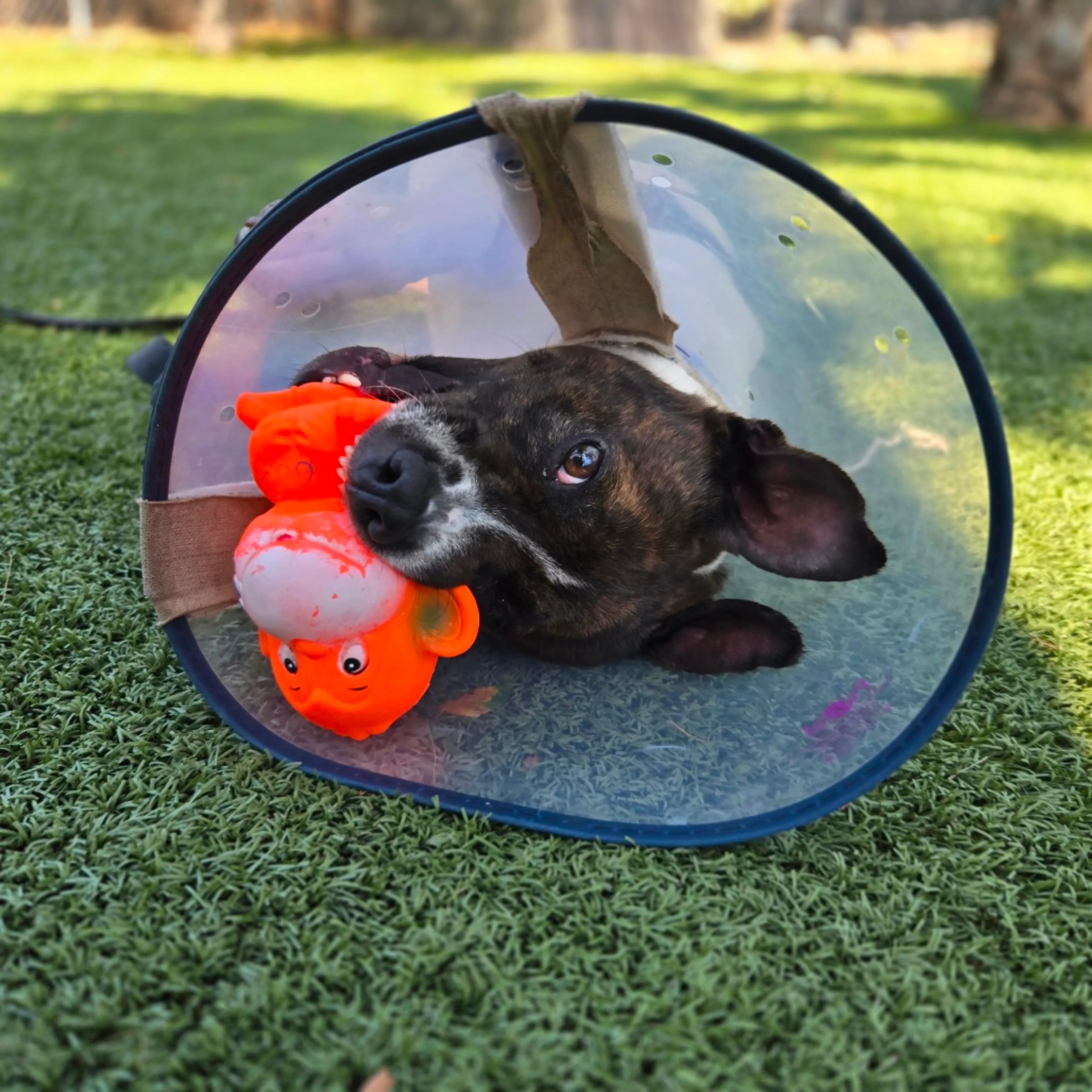 Found pet-6