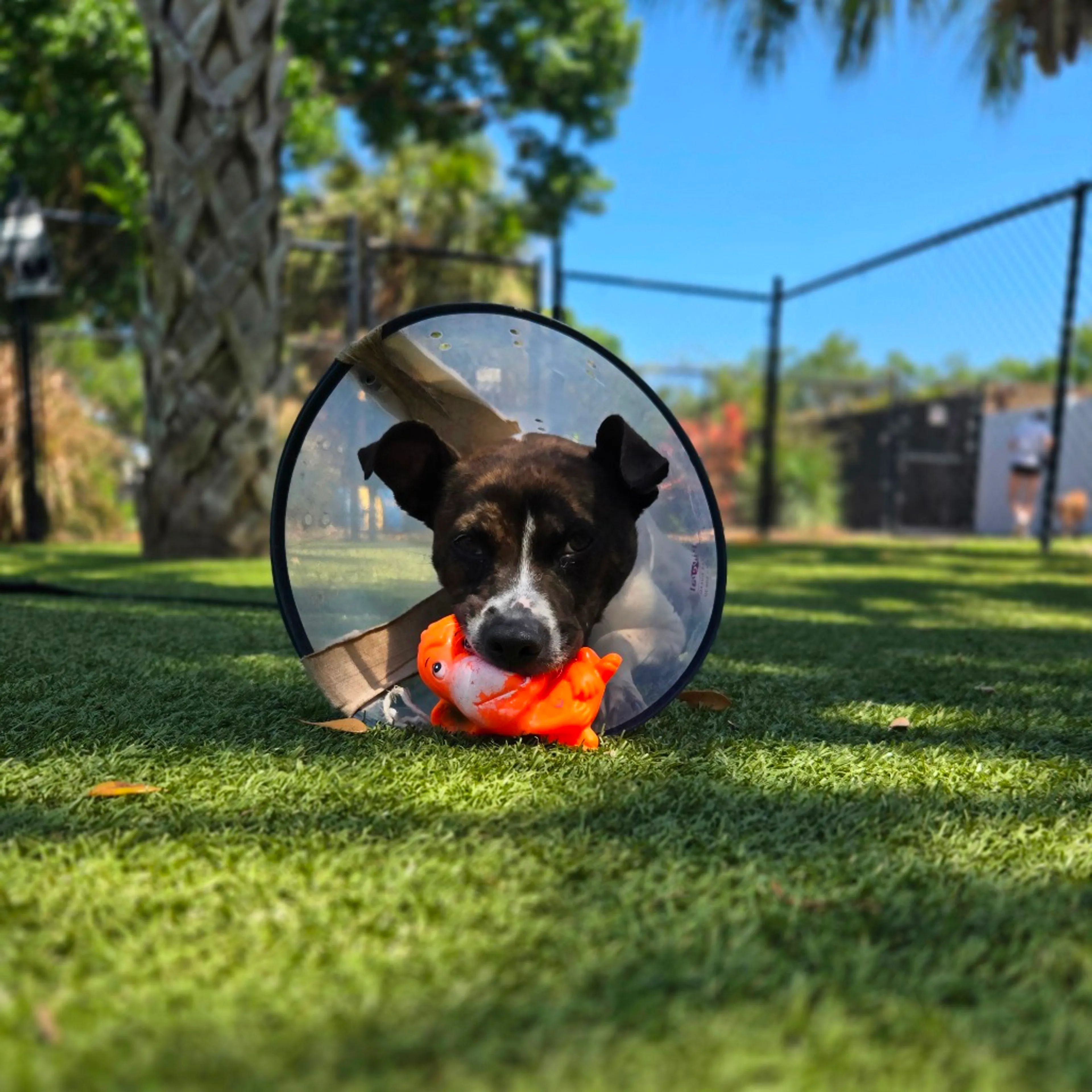 Found pet-8