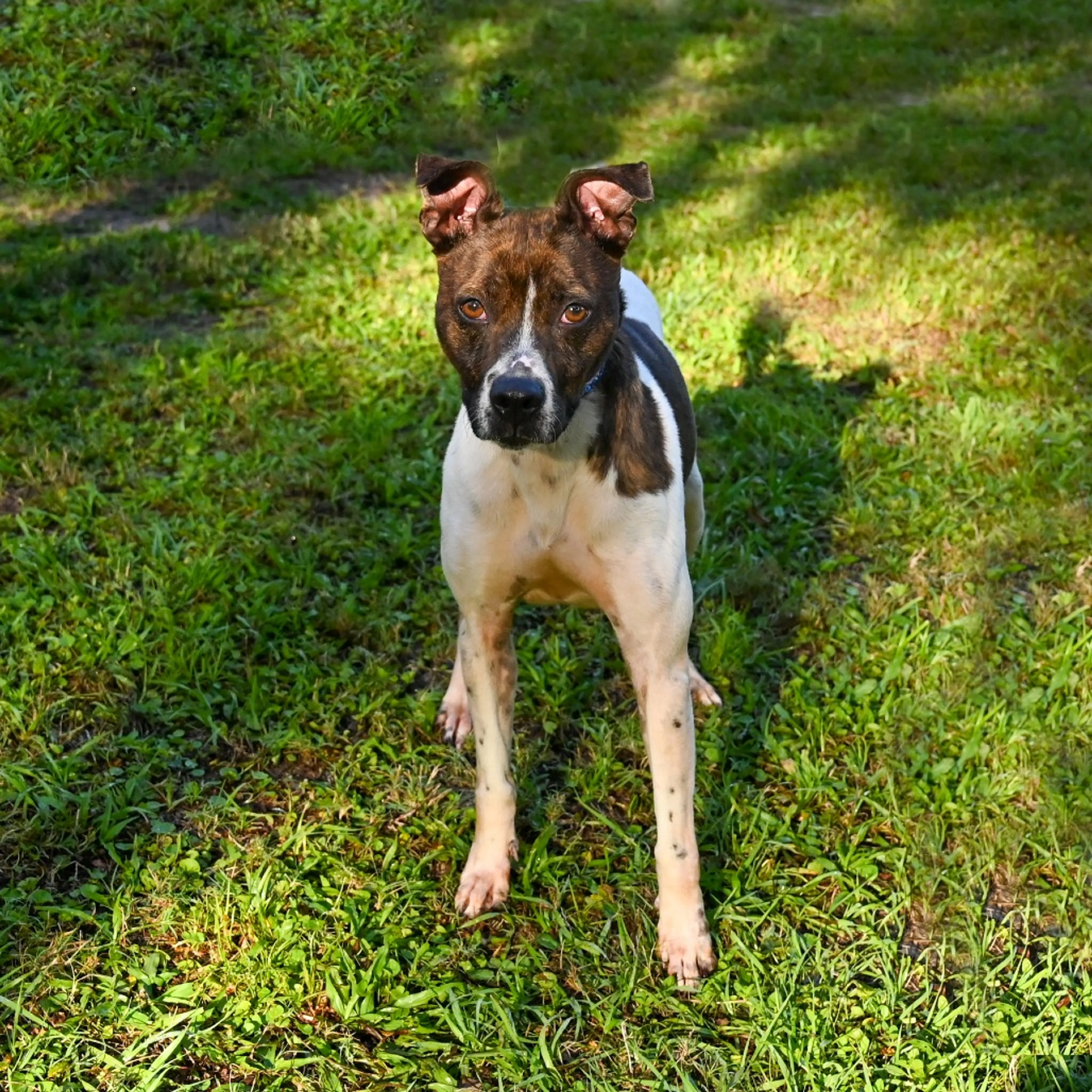 Found pet-5