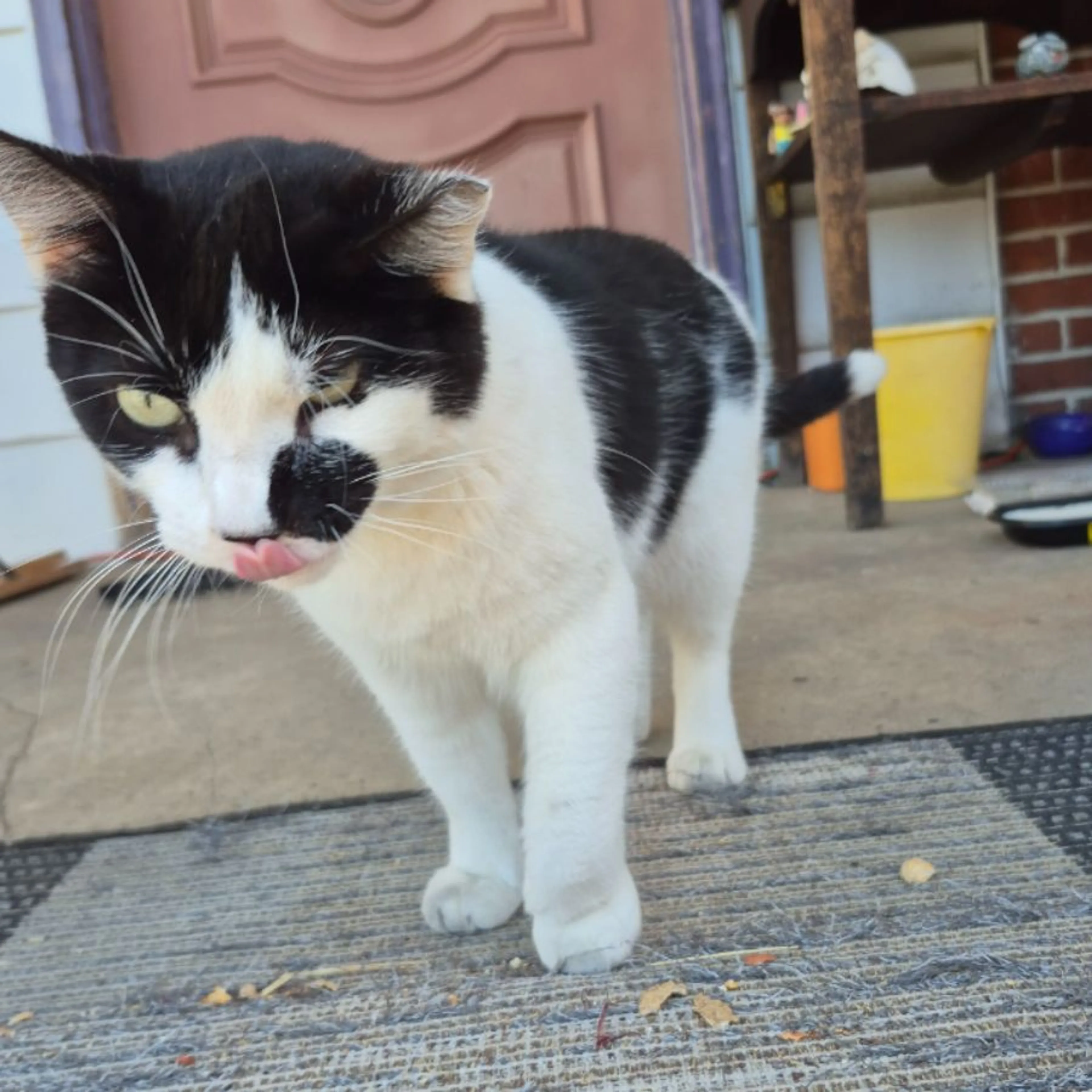 Found pet