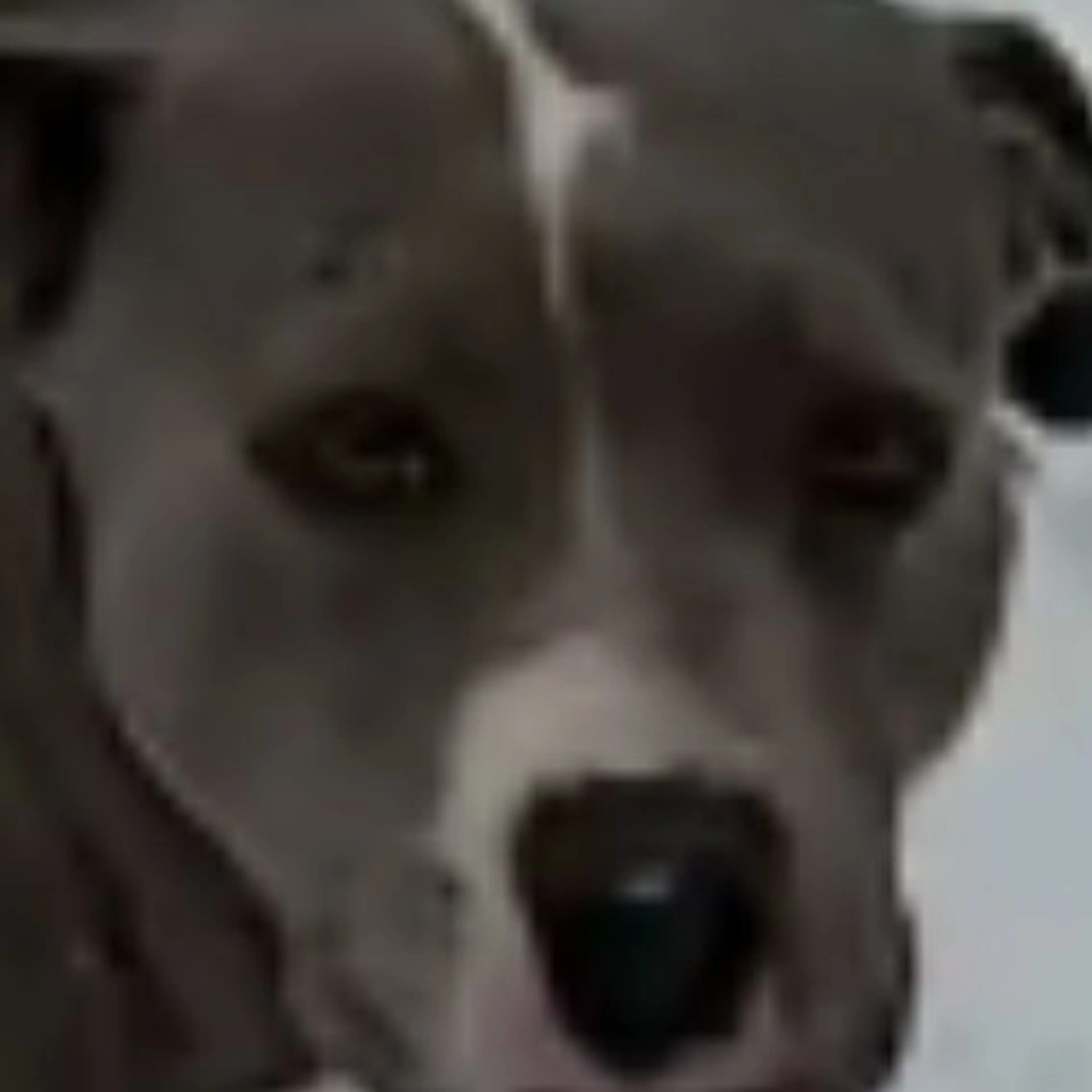 Lost pet