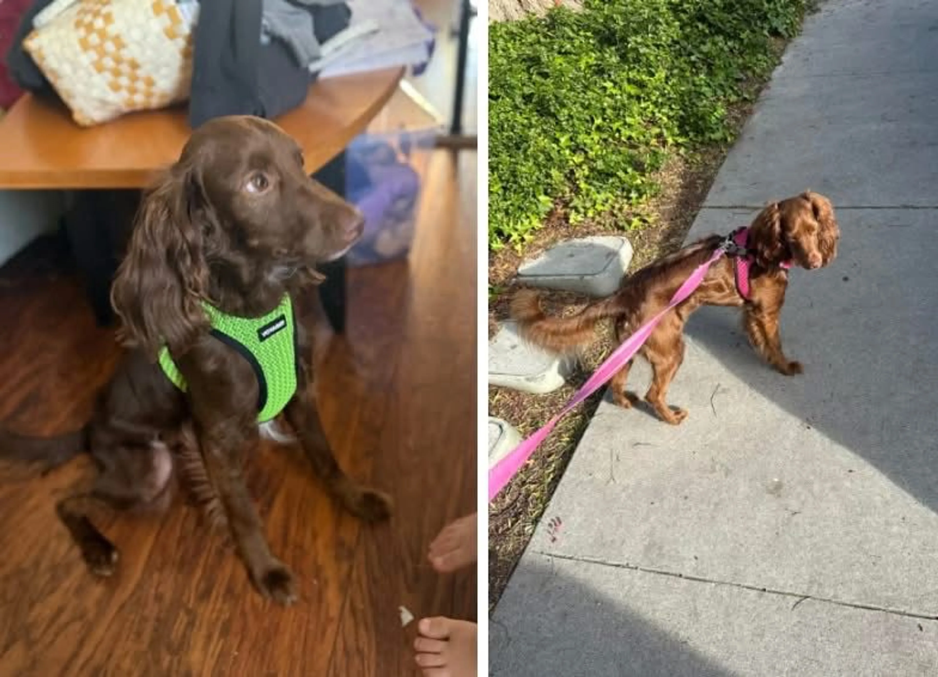 Lost pet