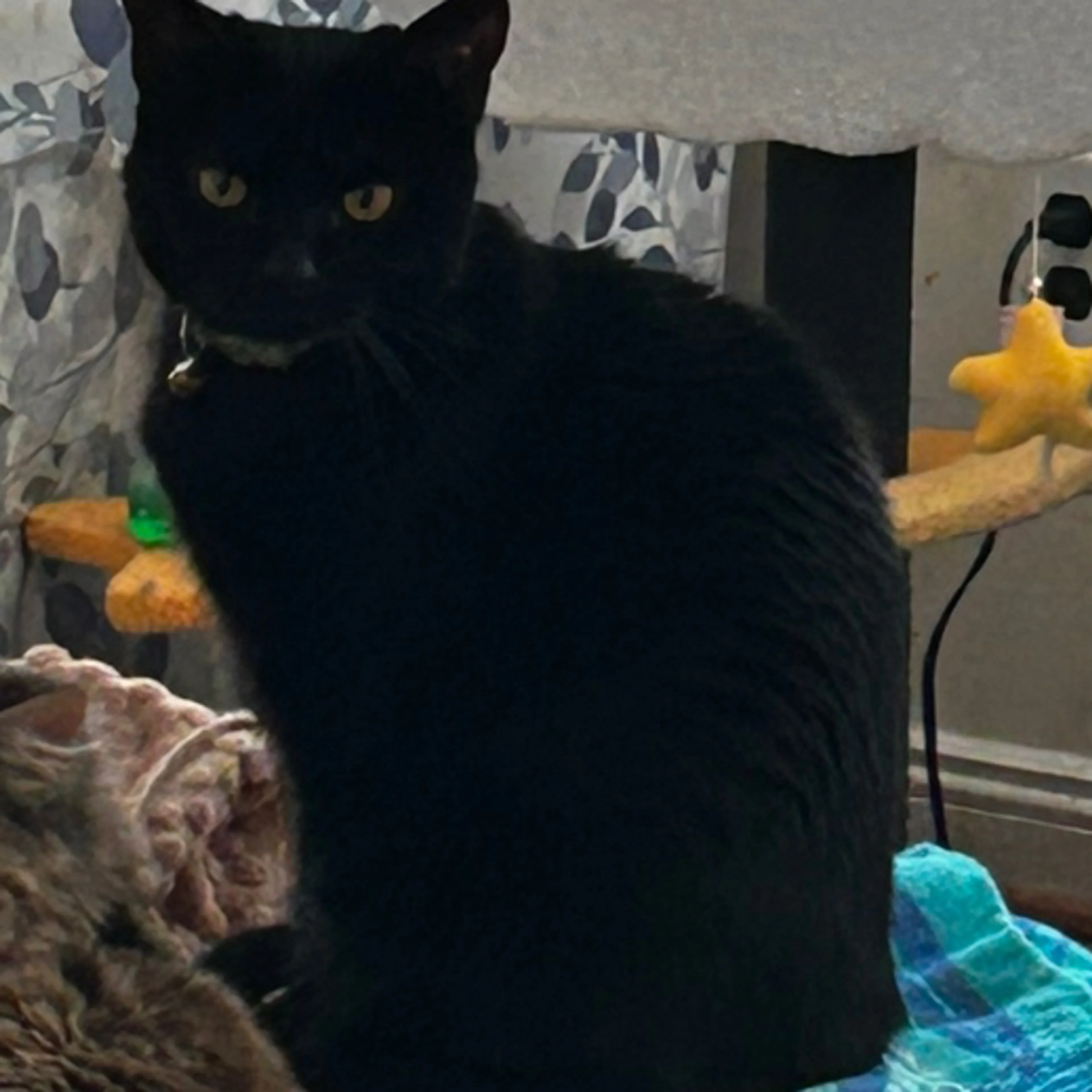 Lost pet-1