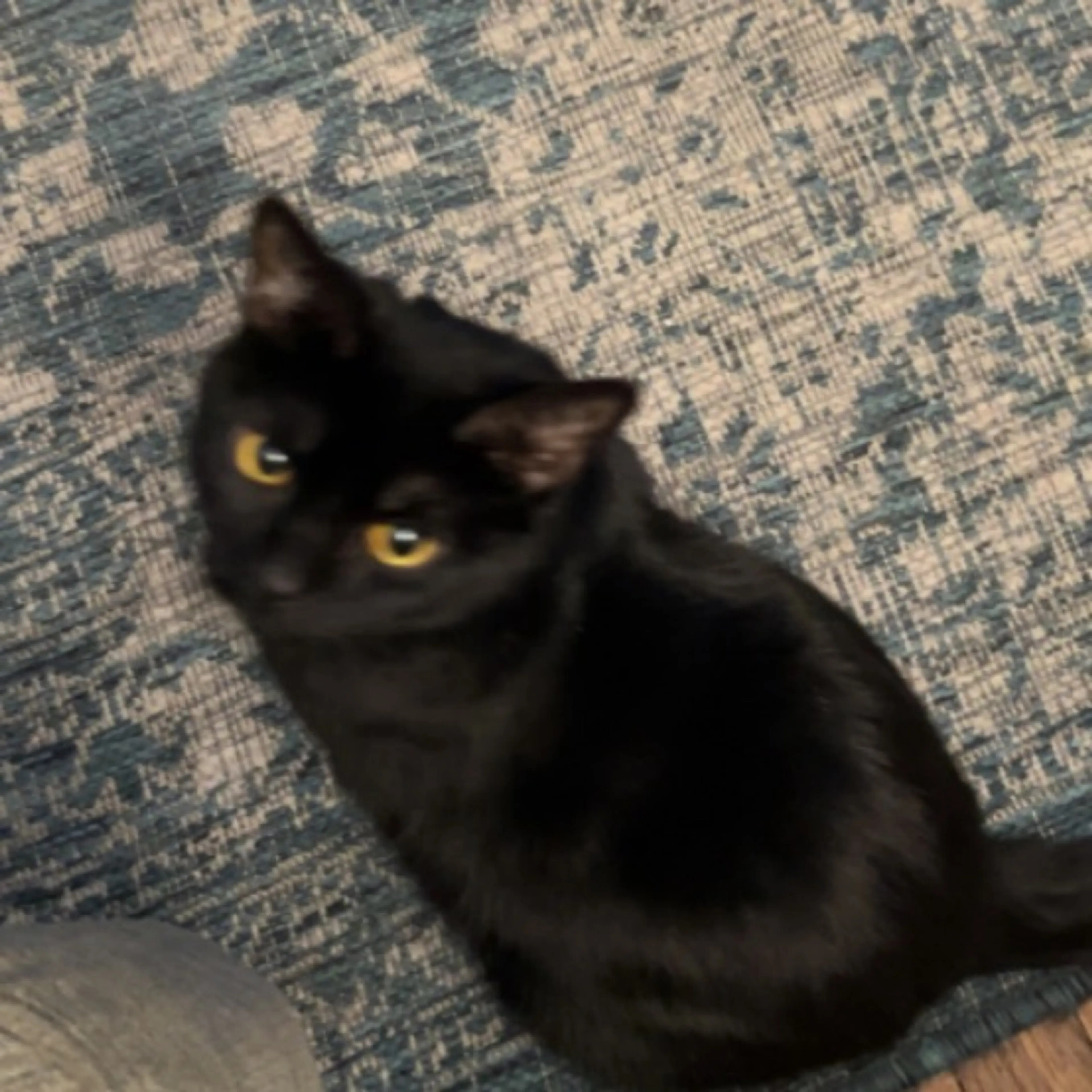Lost pet-0