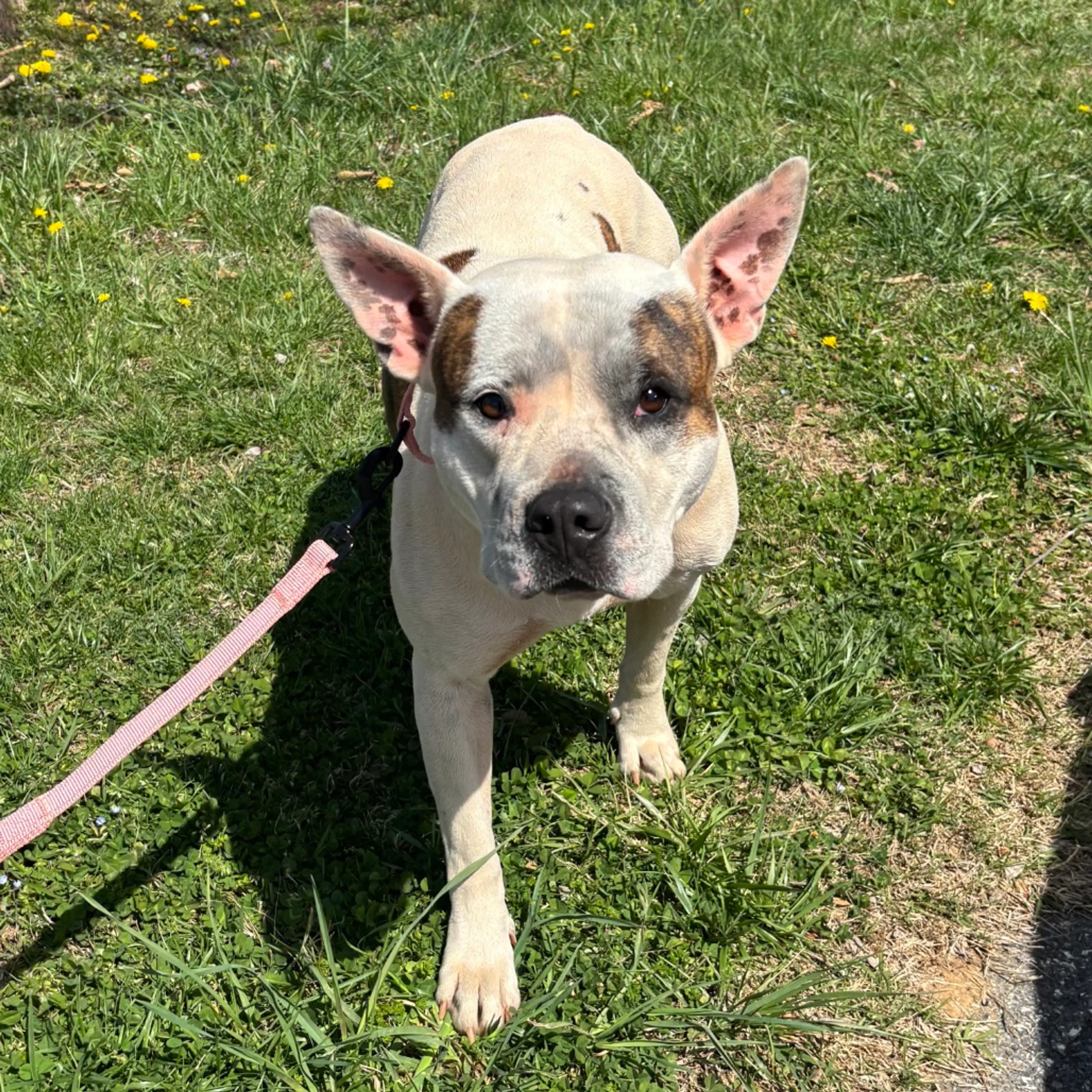 Found pet-2
