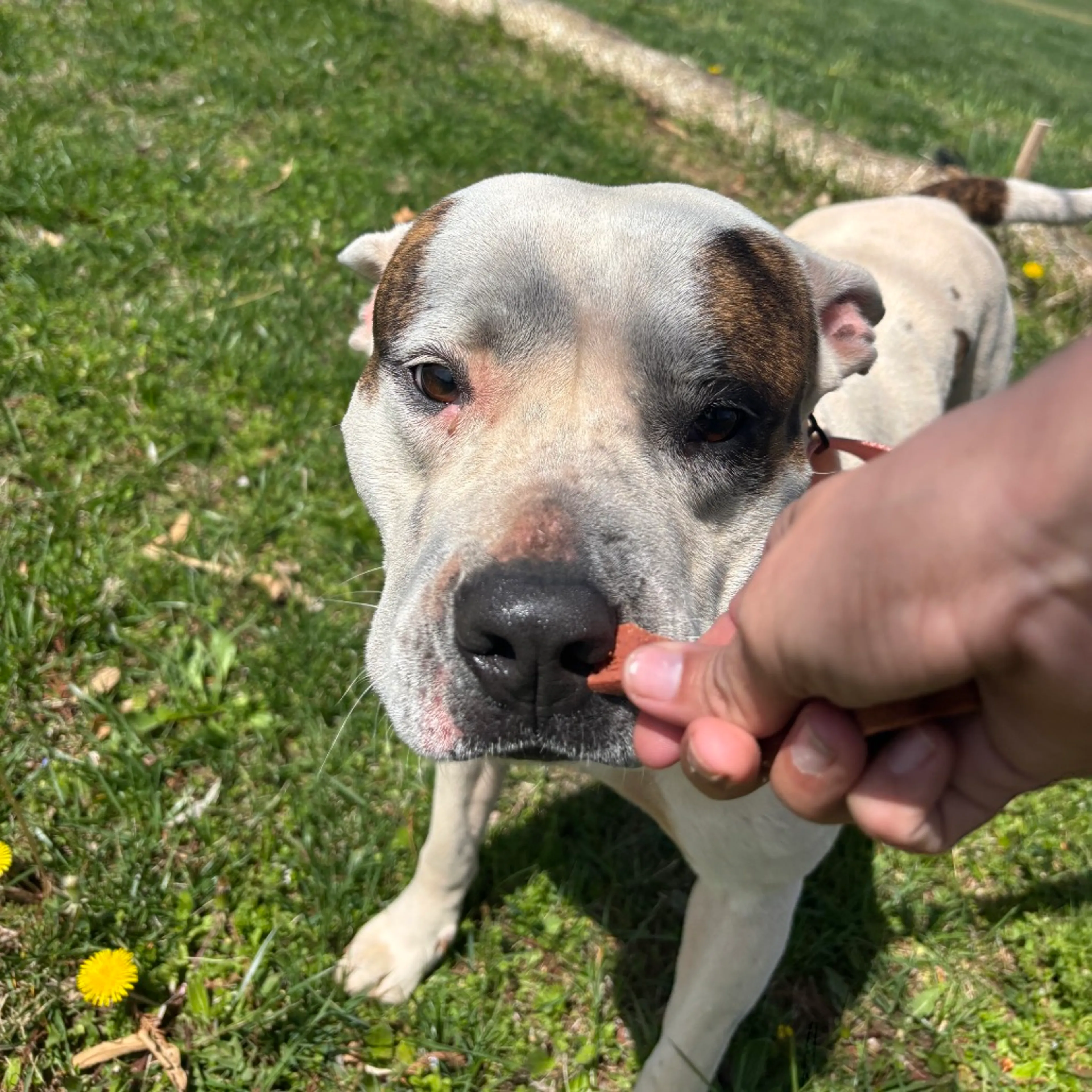 Found pet-3