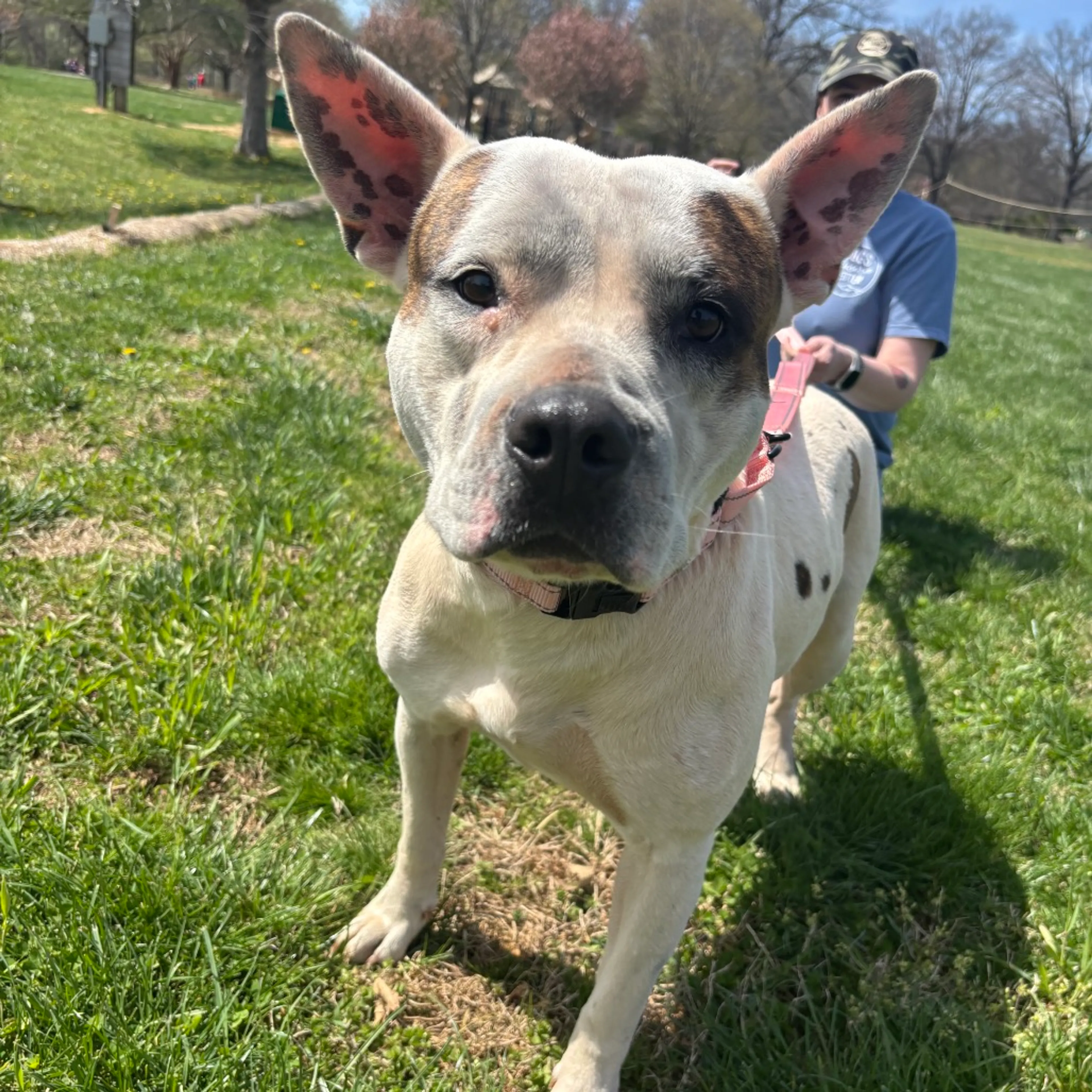 Found pet-4