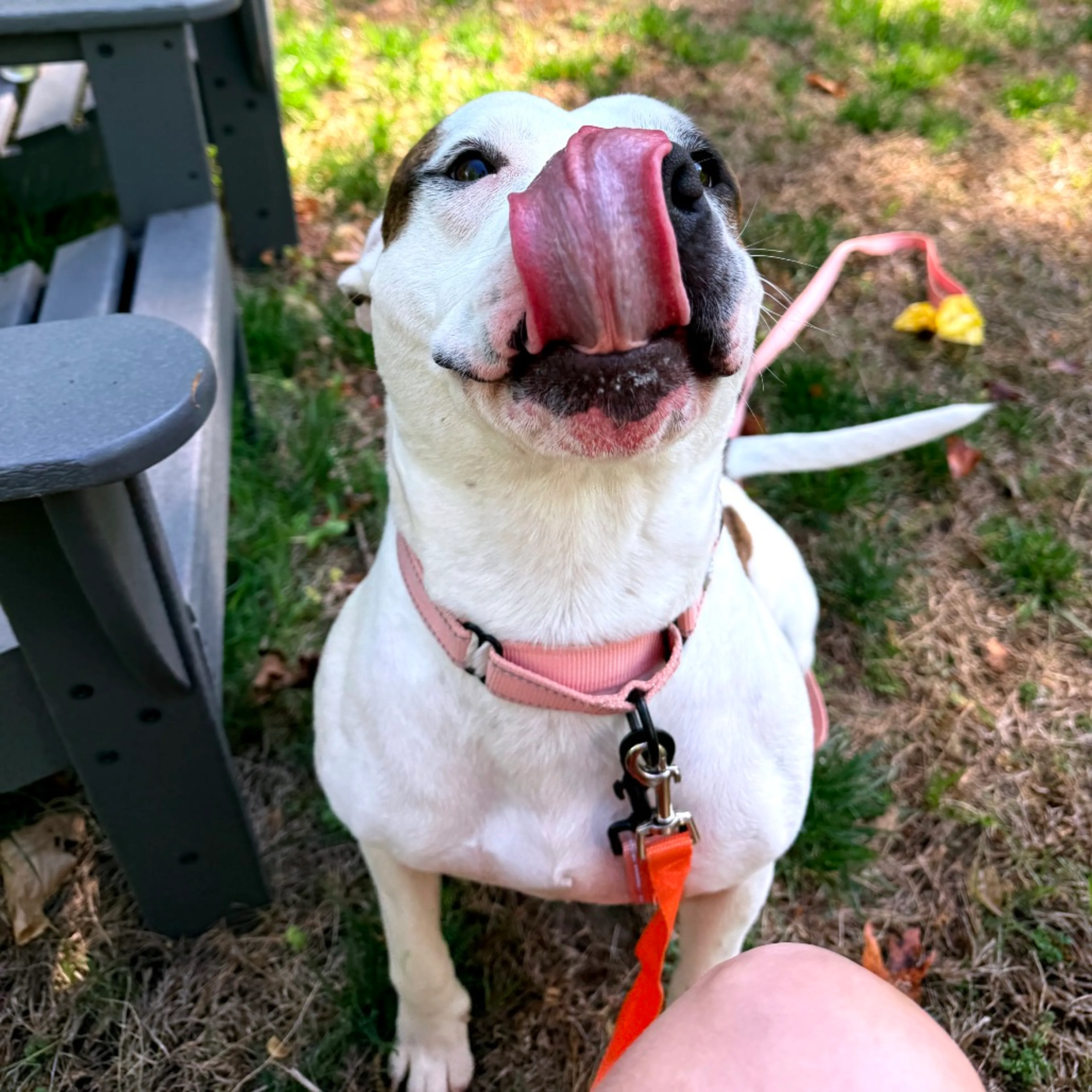 Found pet-7