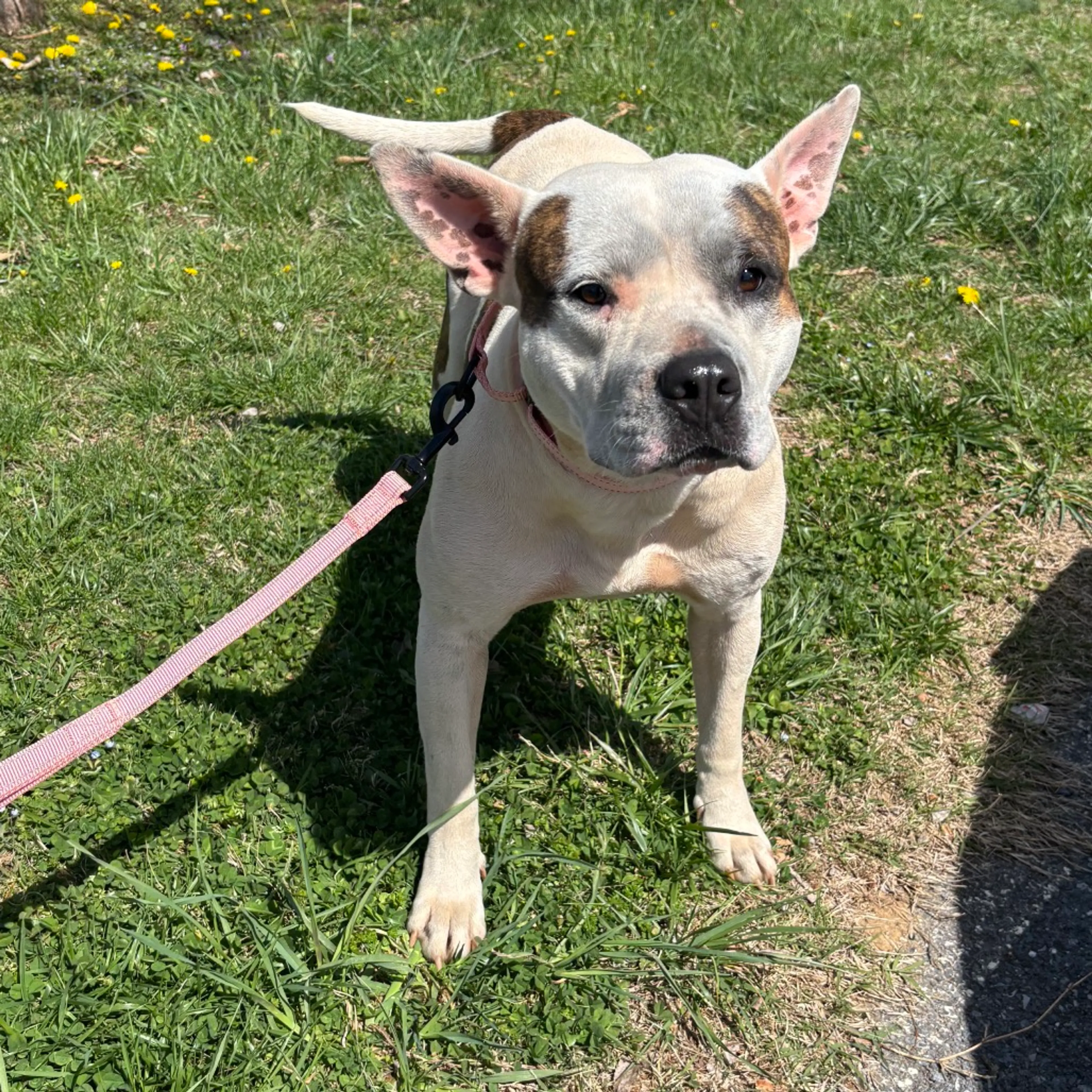 Found pet-1