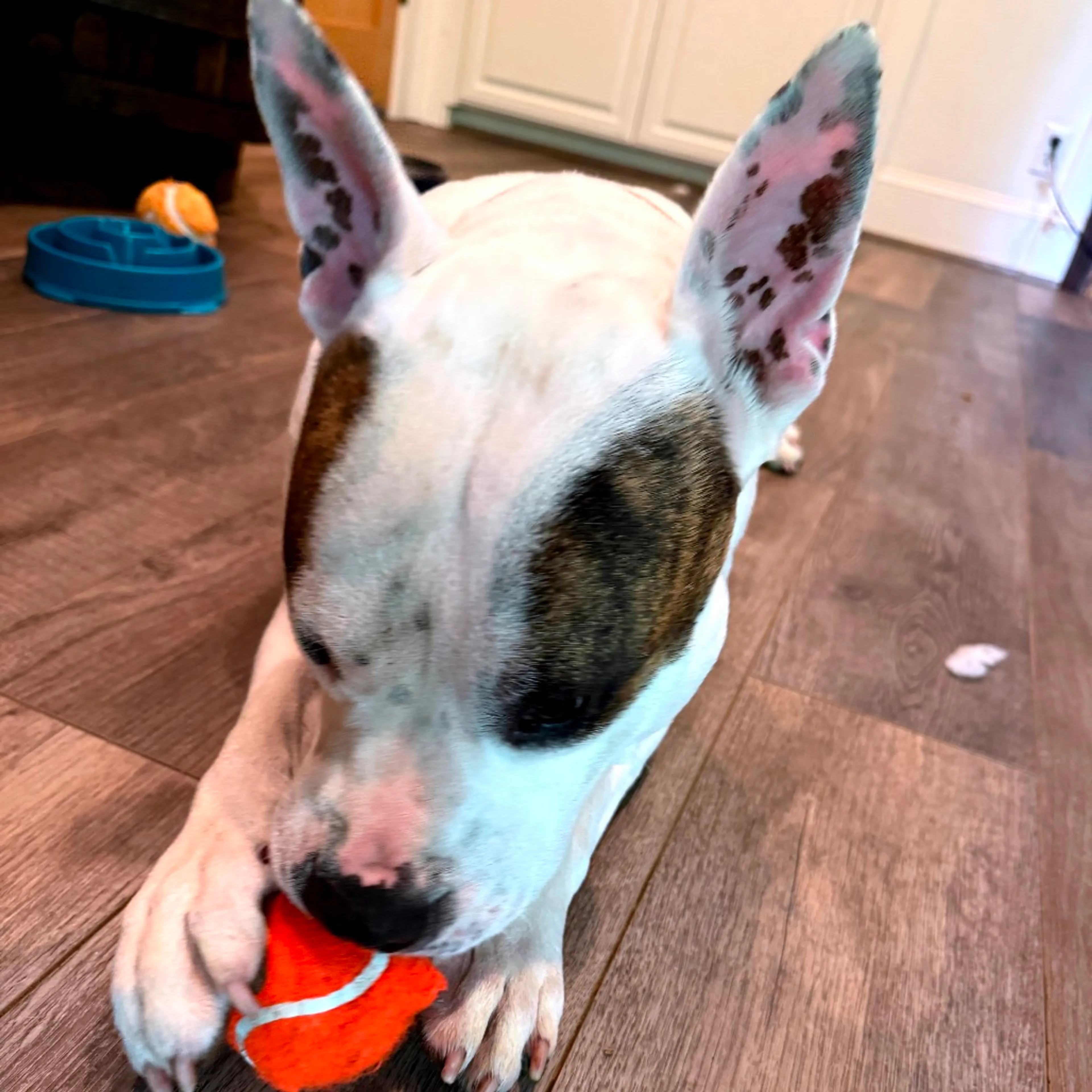 Found pet-5