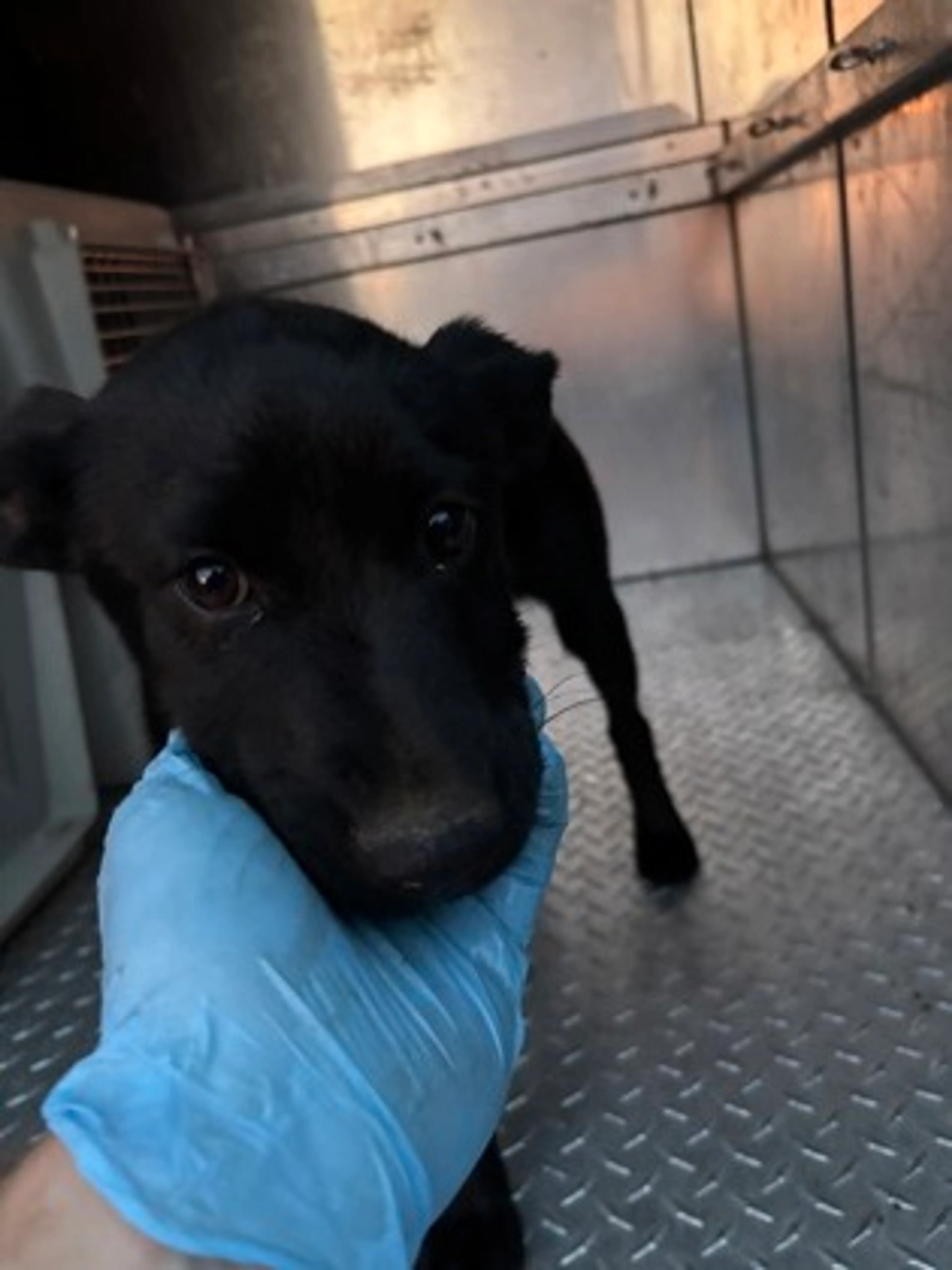 Found pet-2
