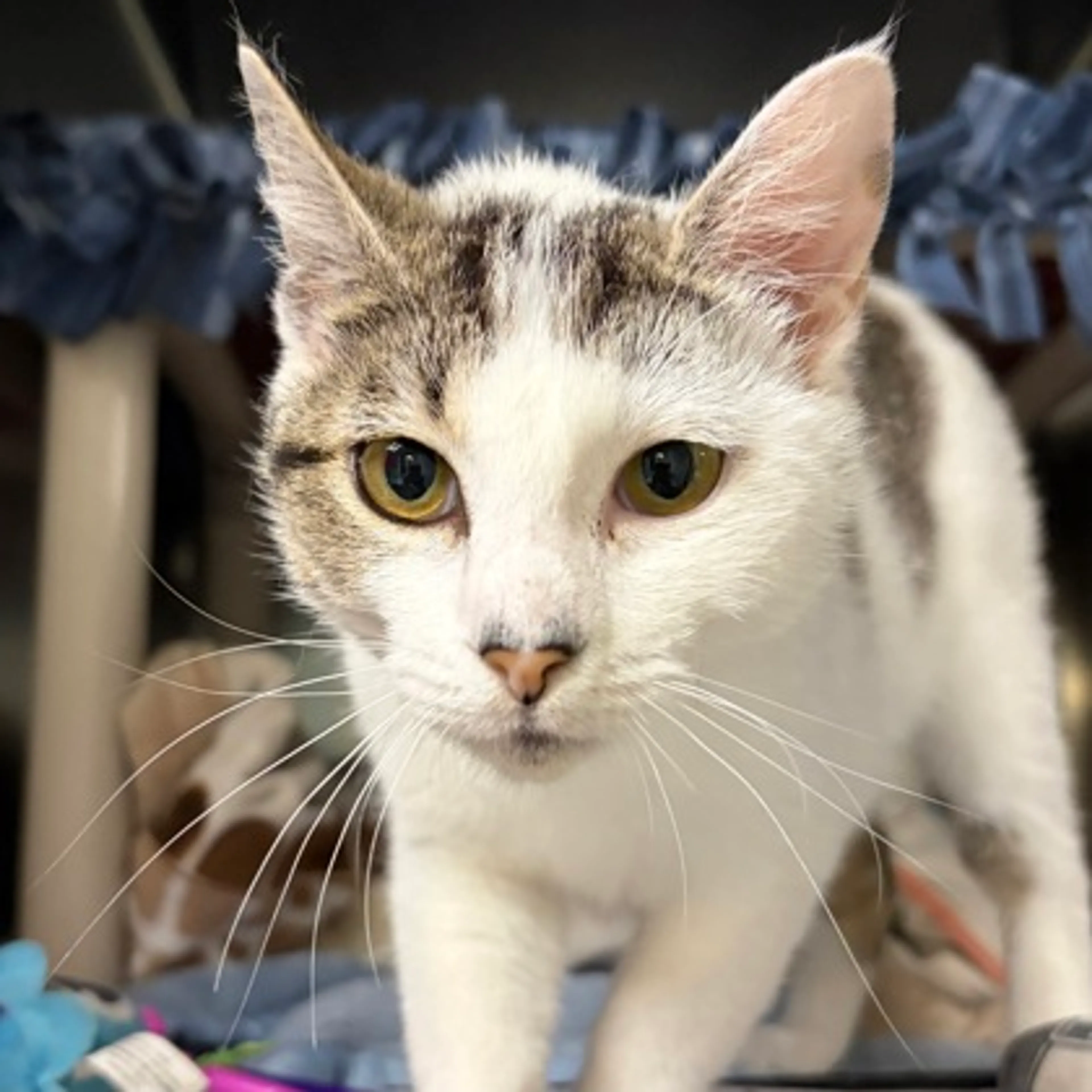 Found pet-2