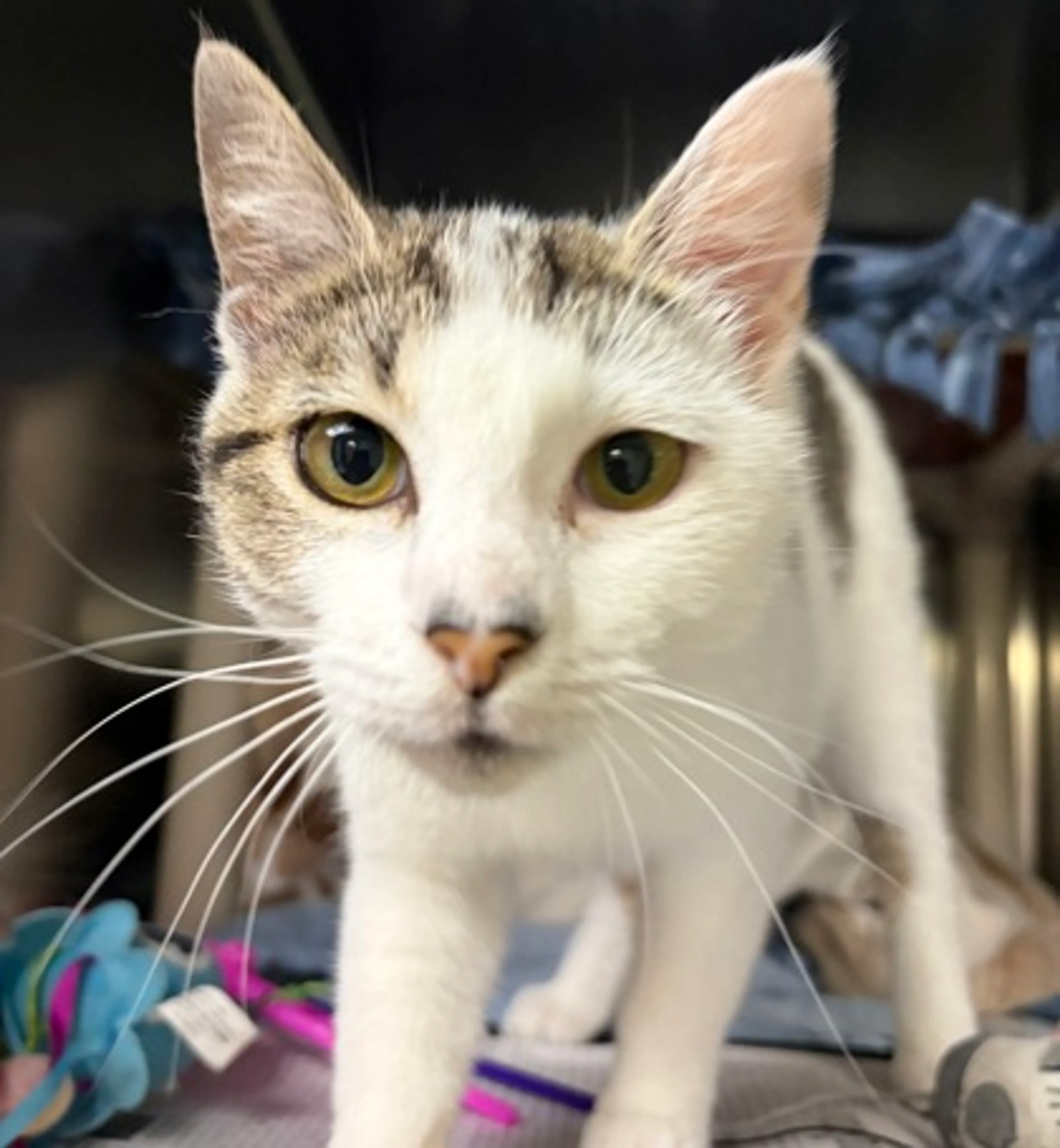 Found pet-1