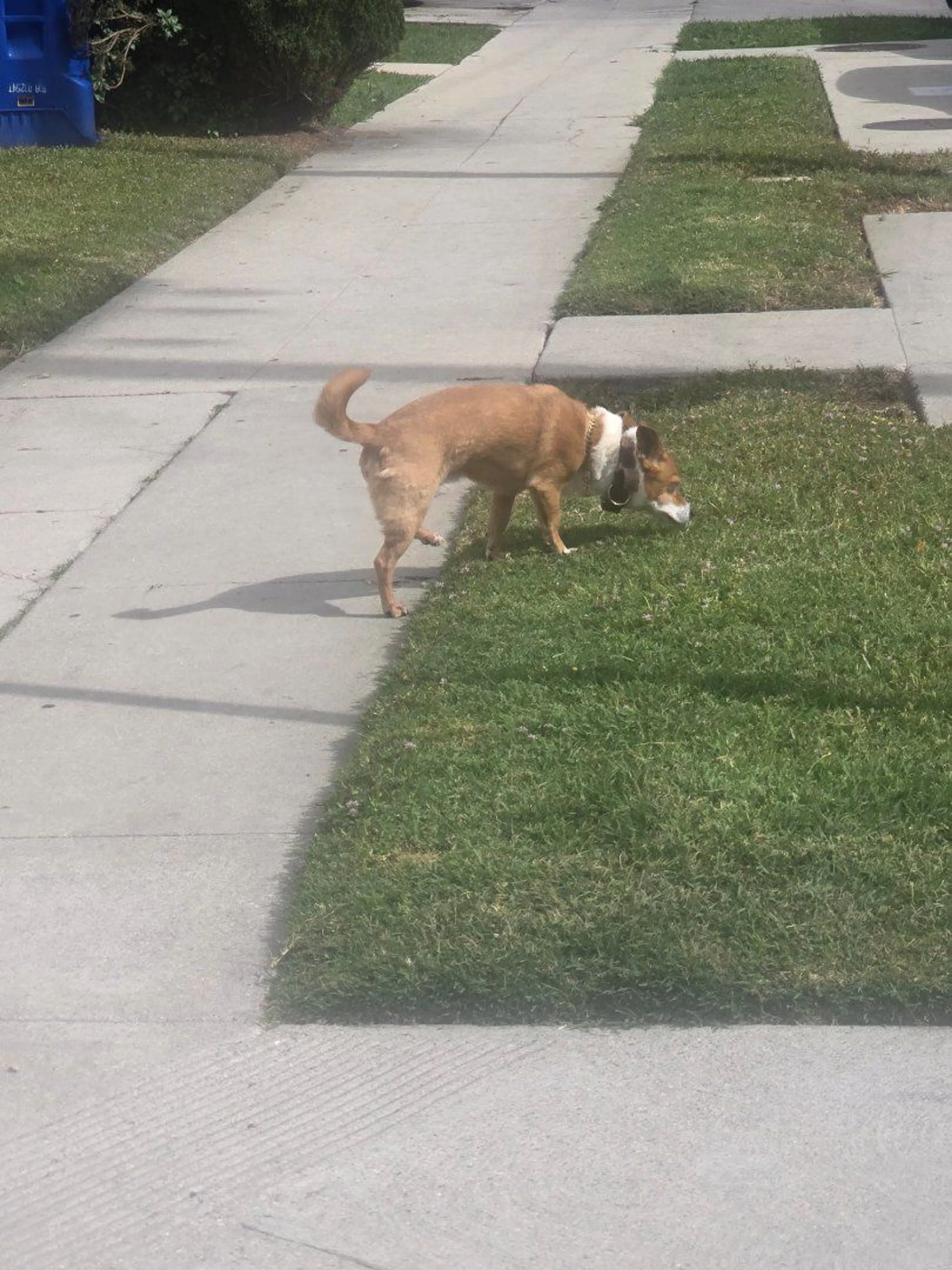 Lost pet