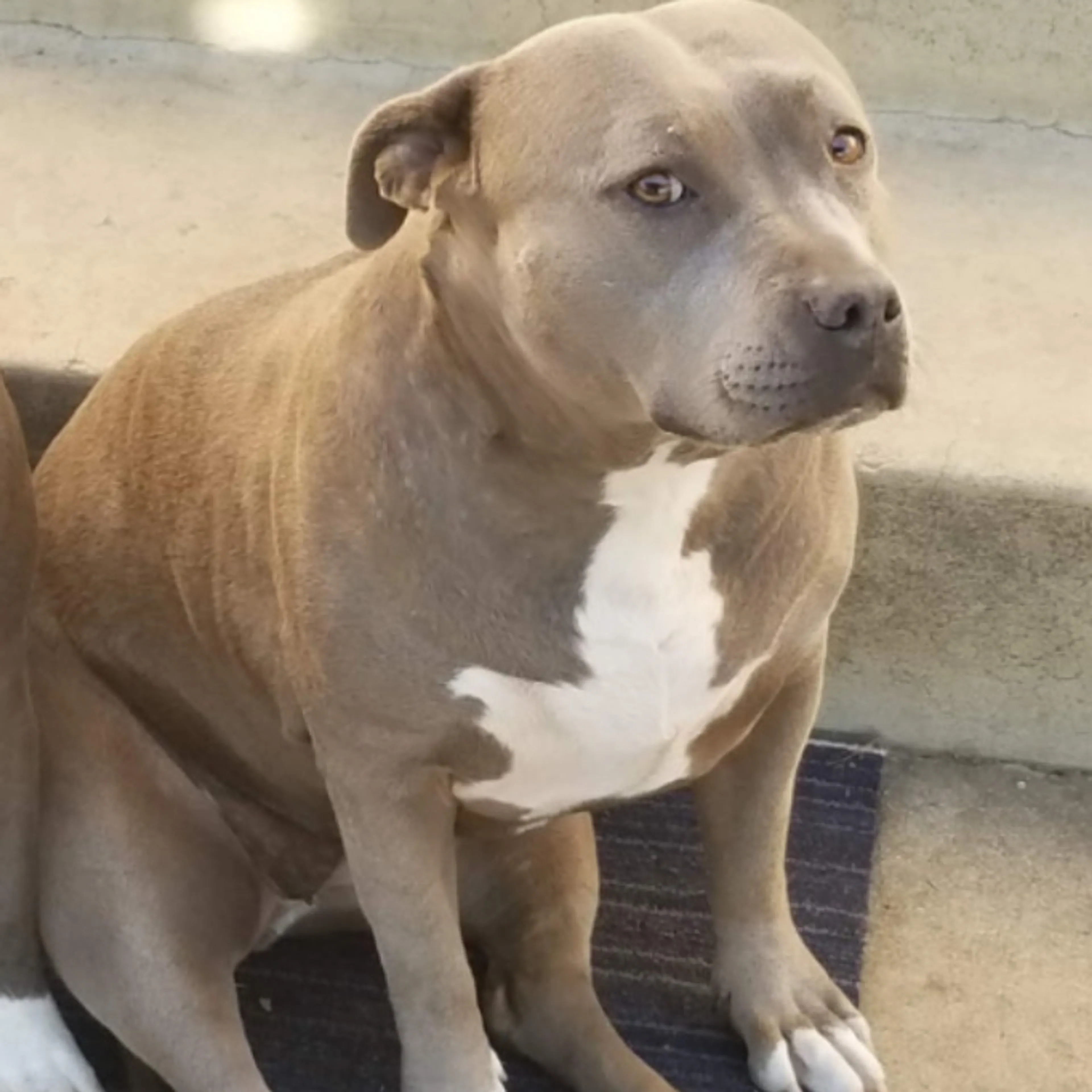 Lost pet-1