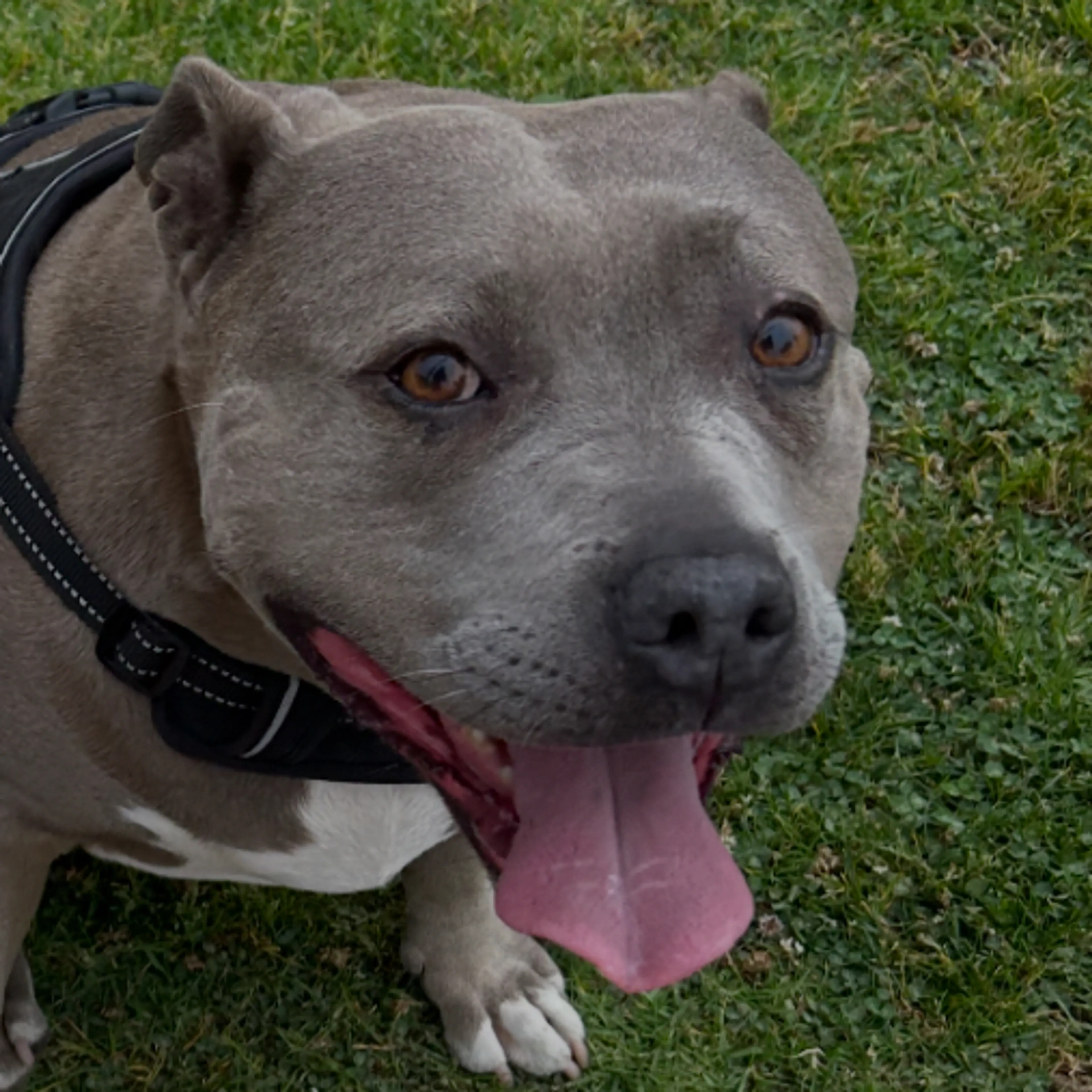 Lost pet-2
