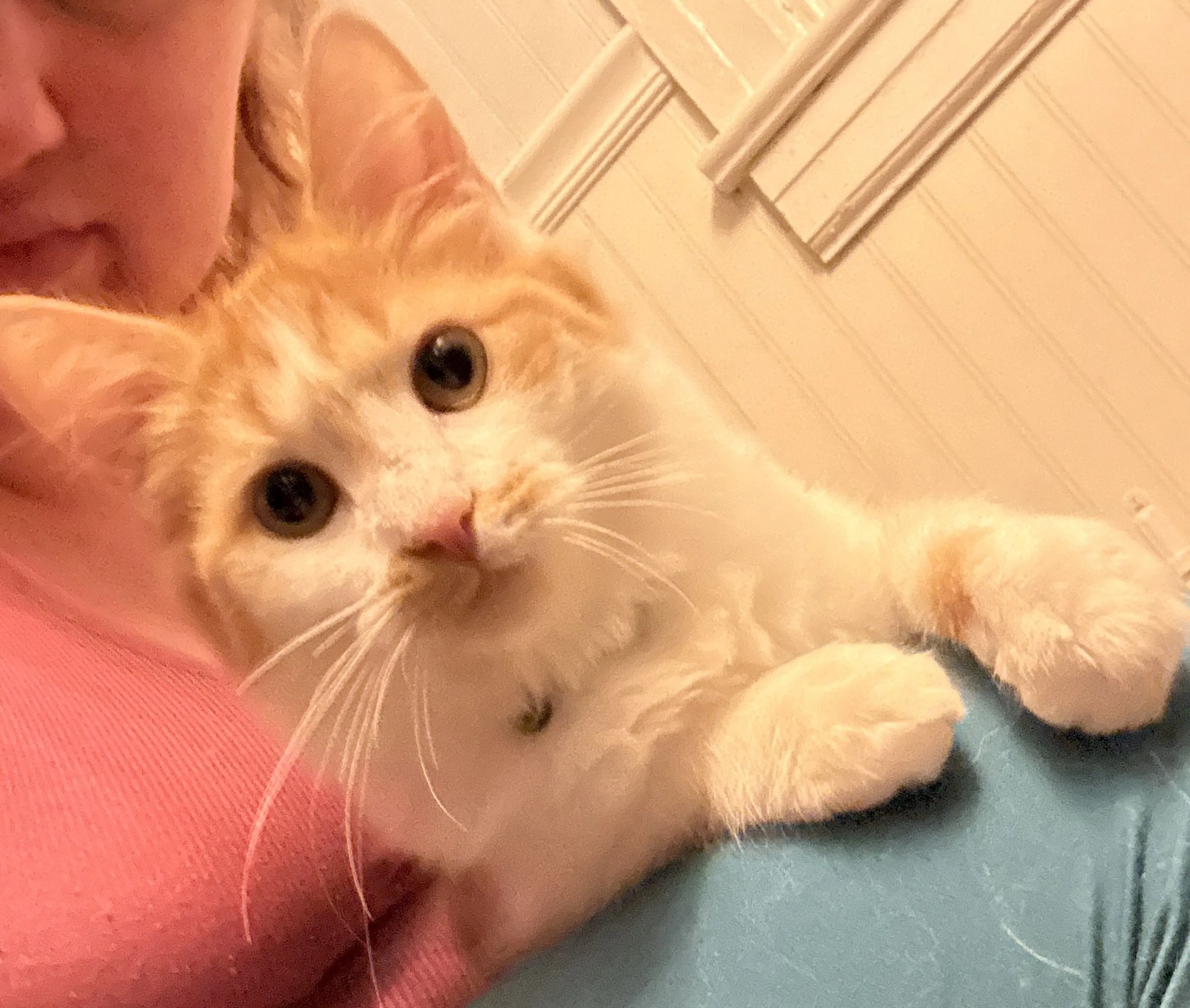 Lost pet