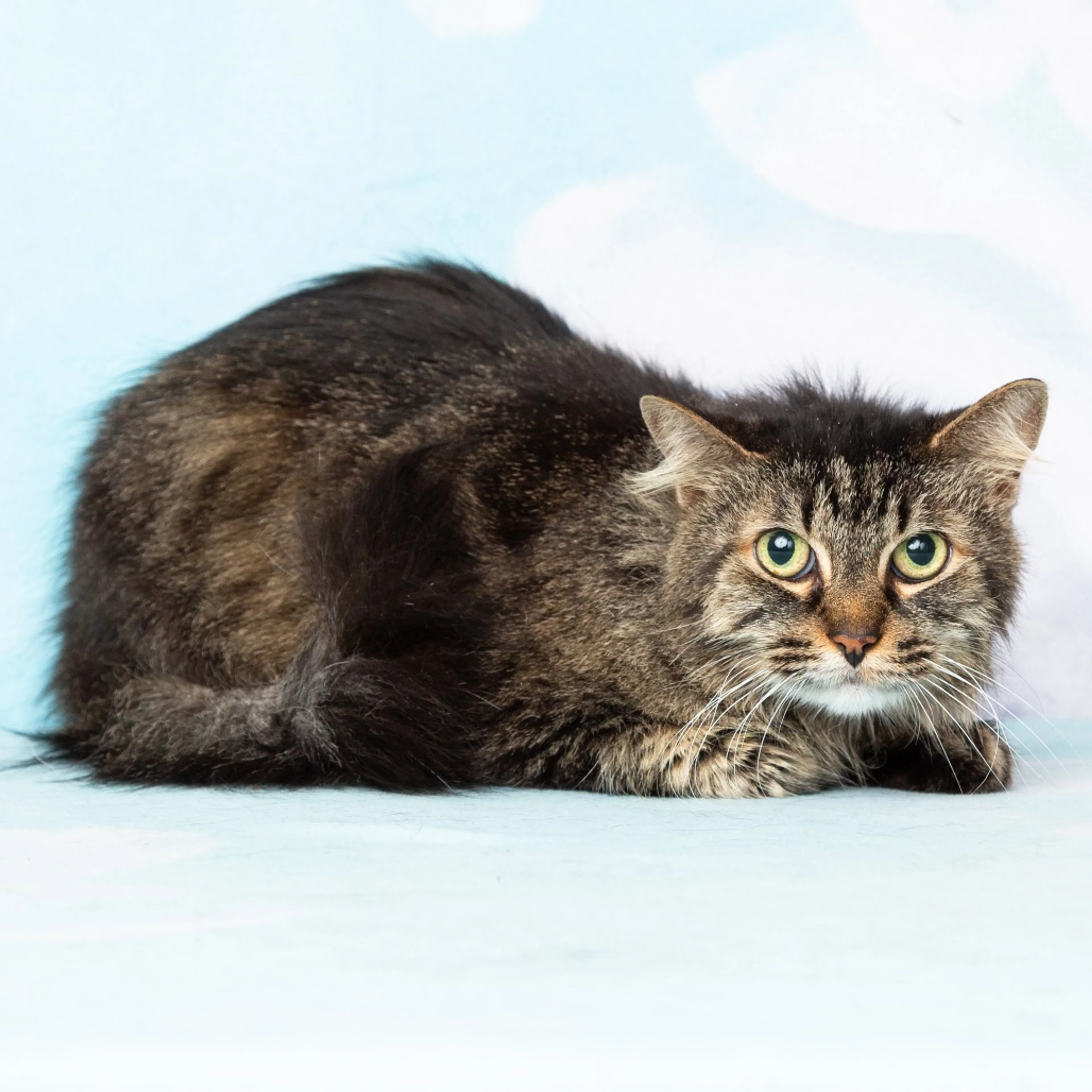 Found pet-5