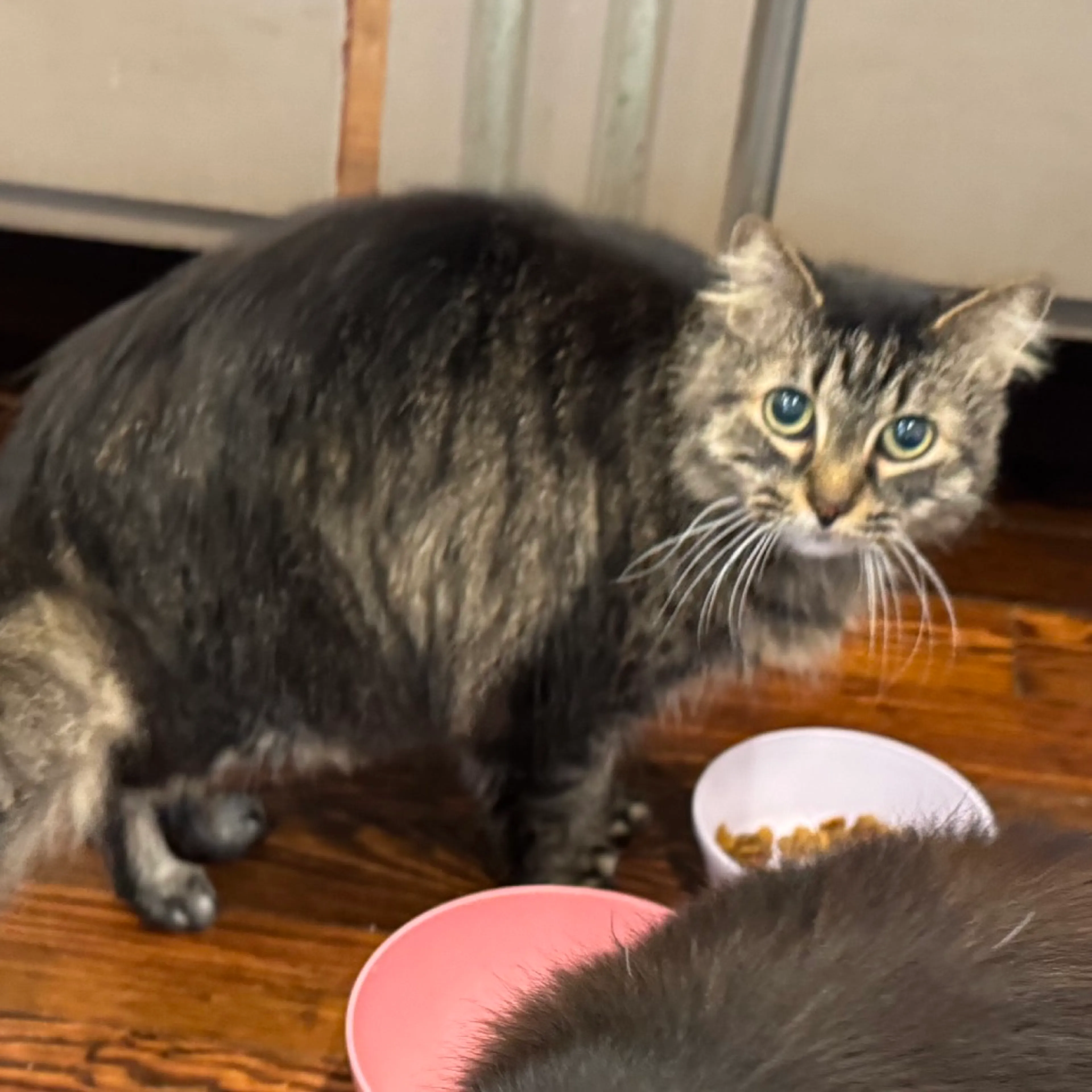 Found pet-1