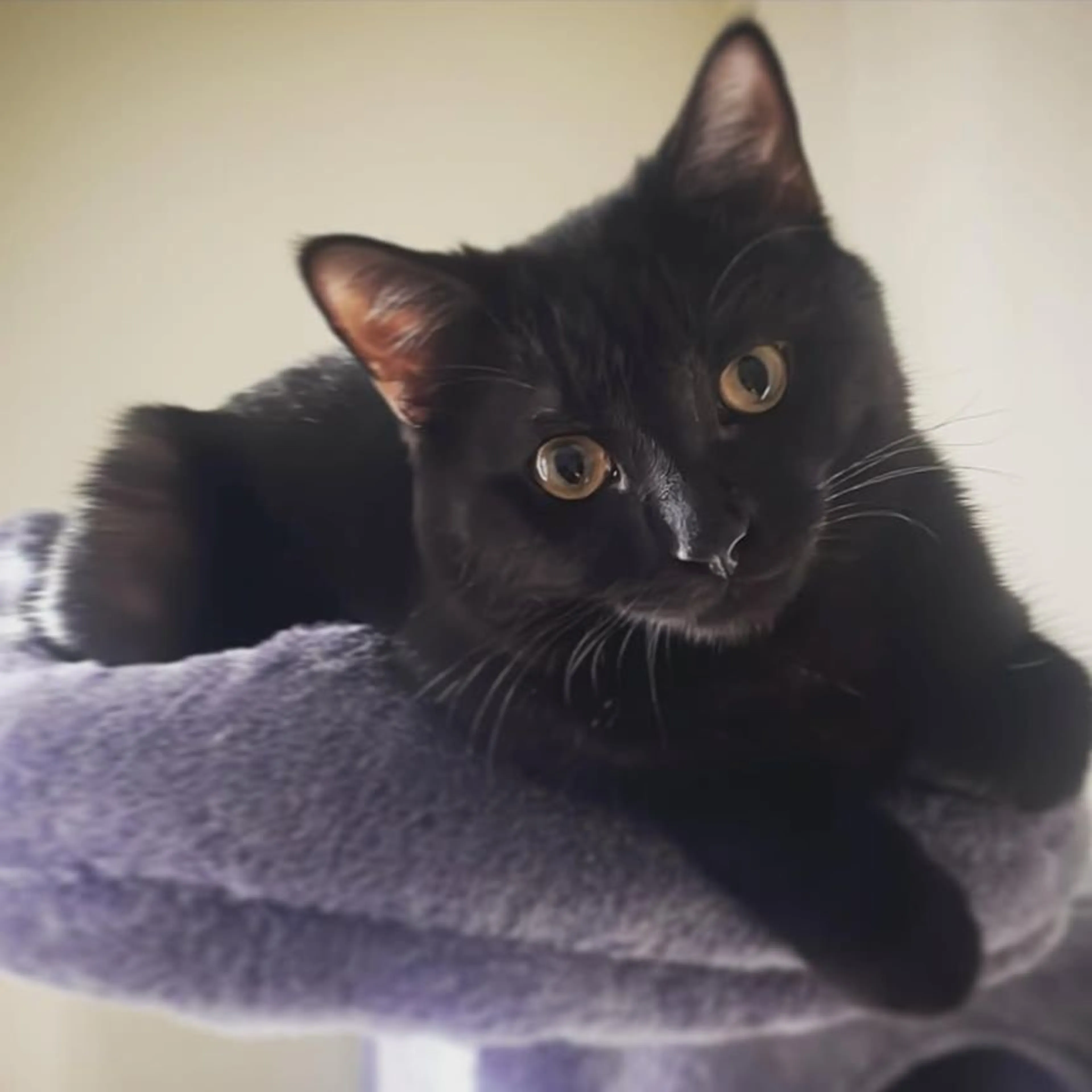 Lost pet