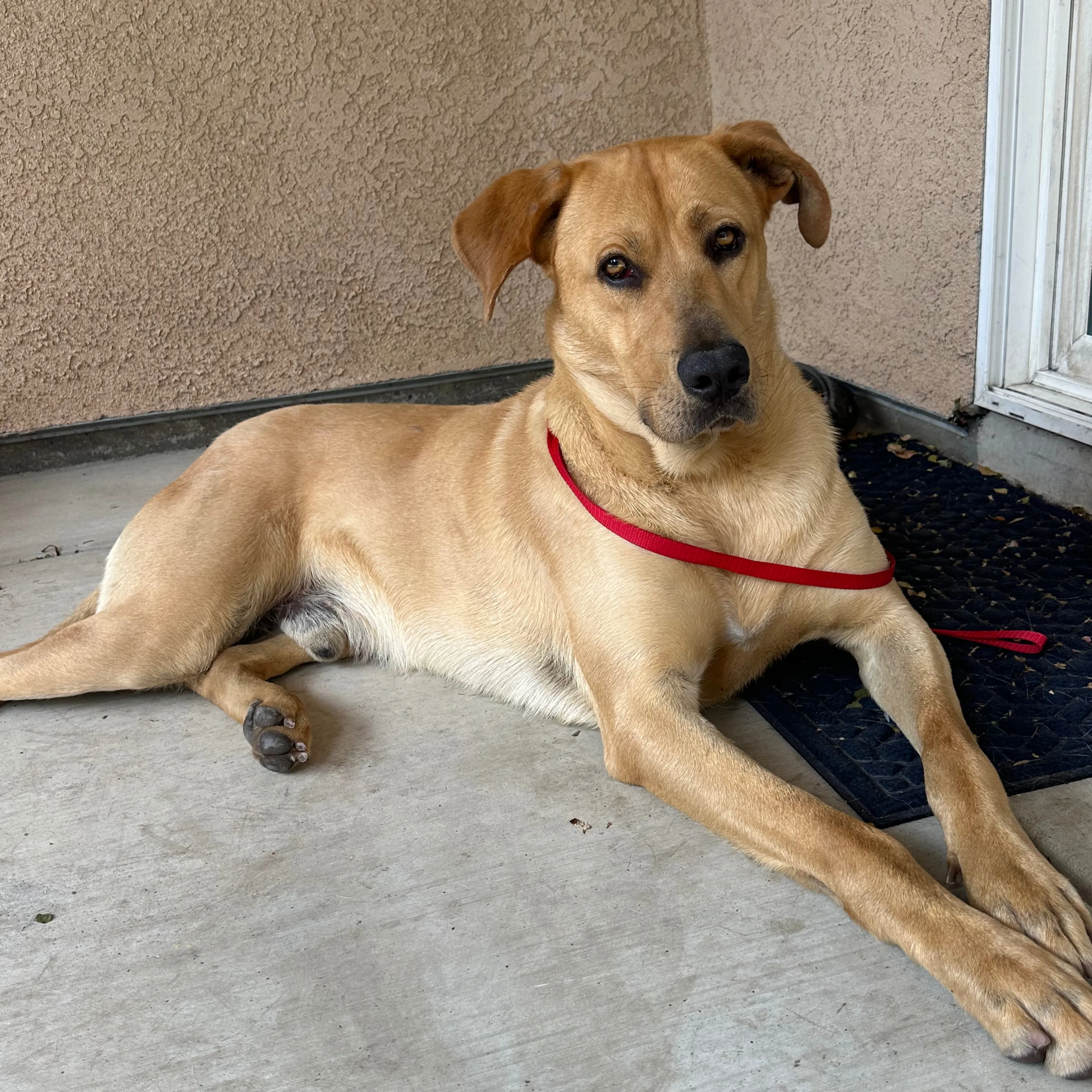 Found pet-1