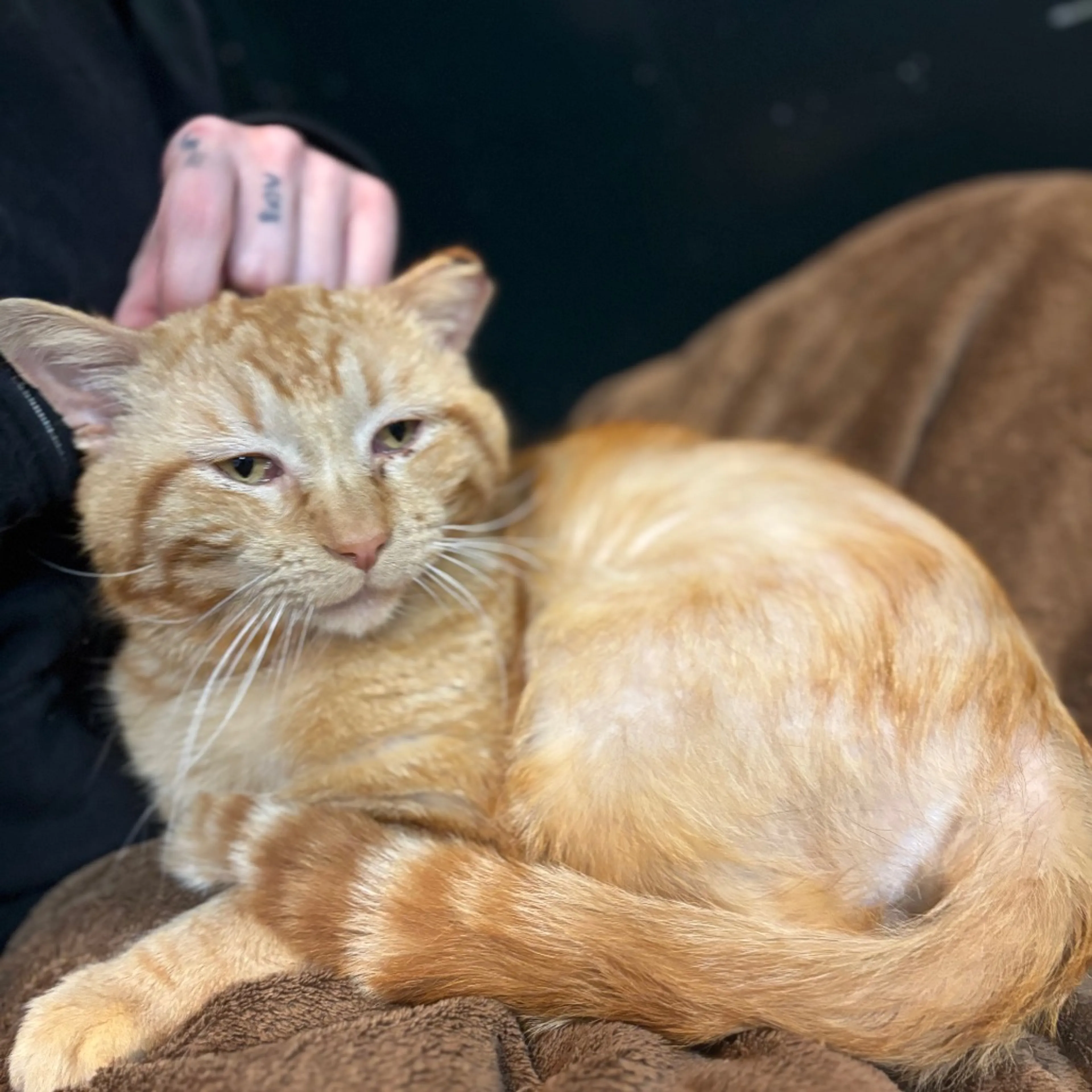 Found pet-7