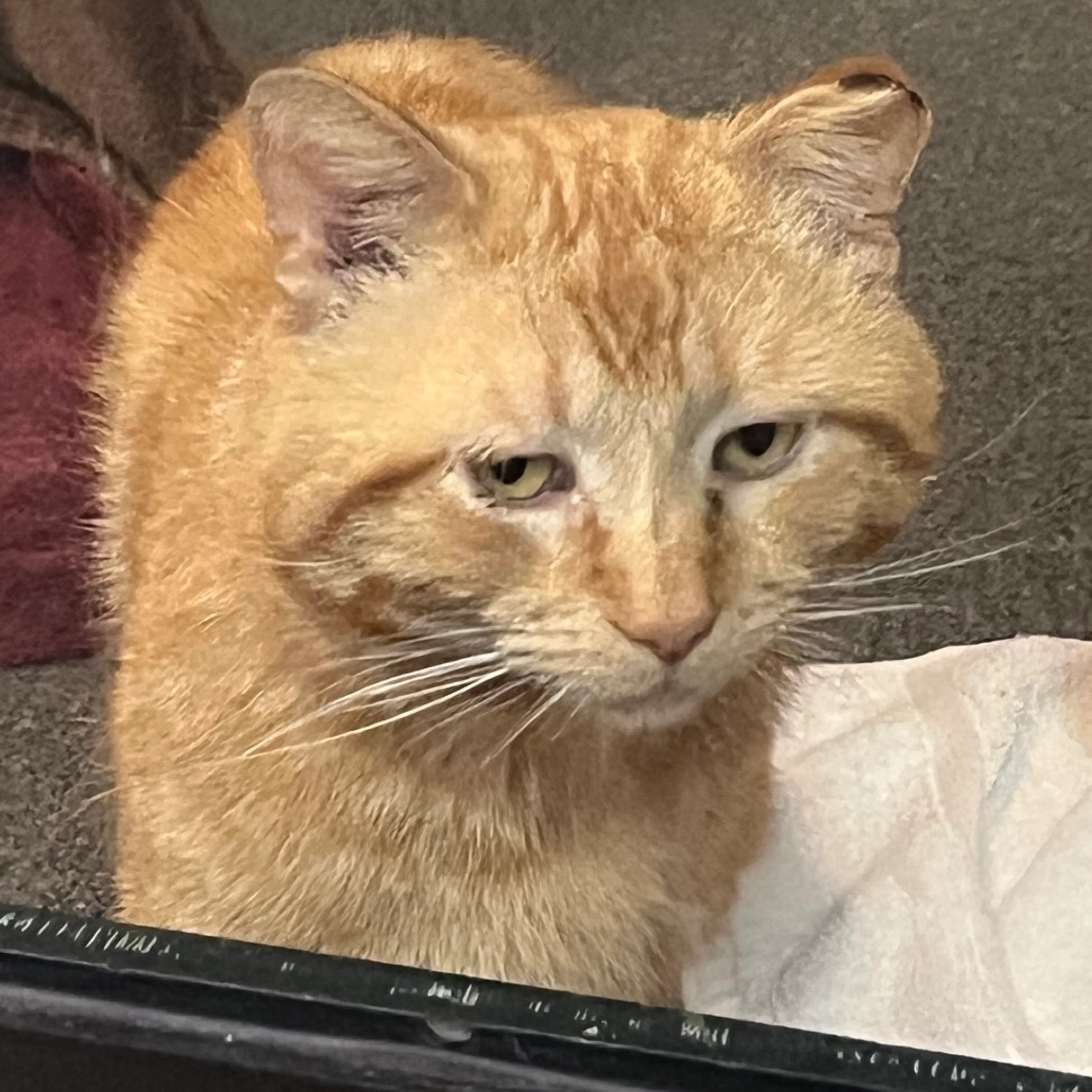 Found pet-2