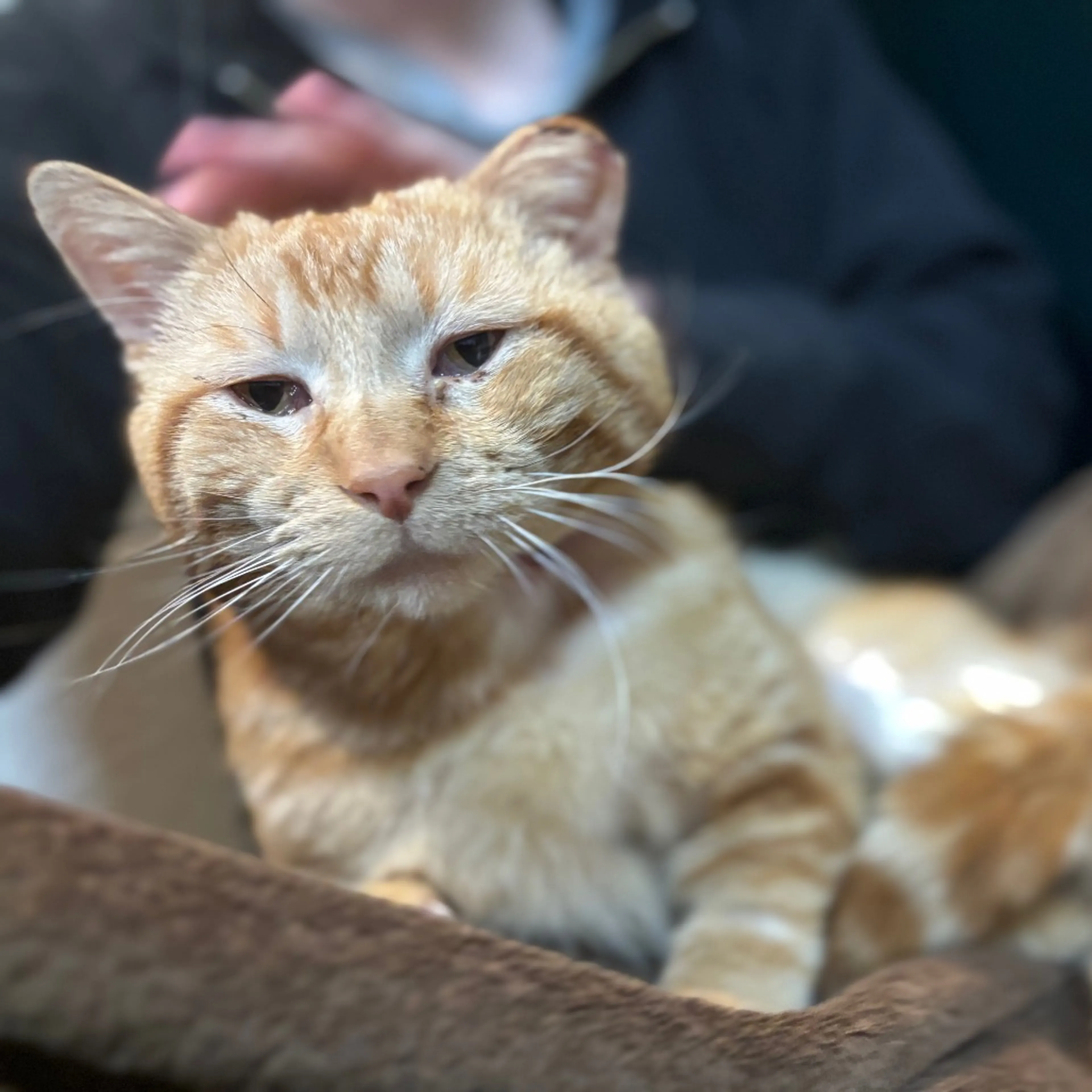 Found pet-4