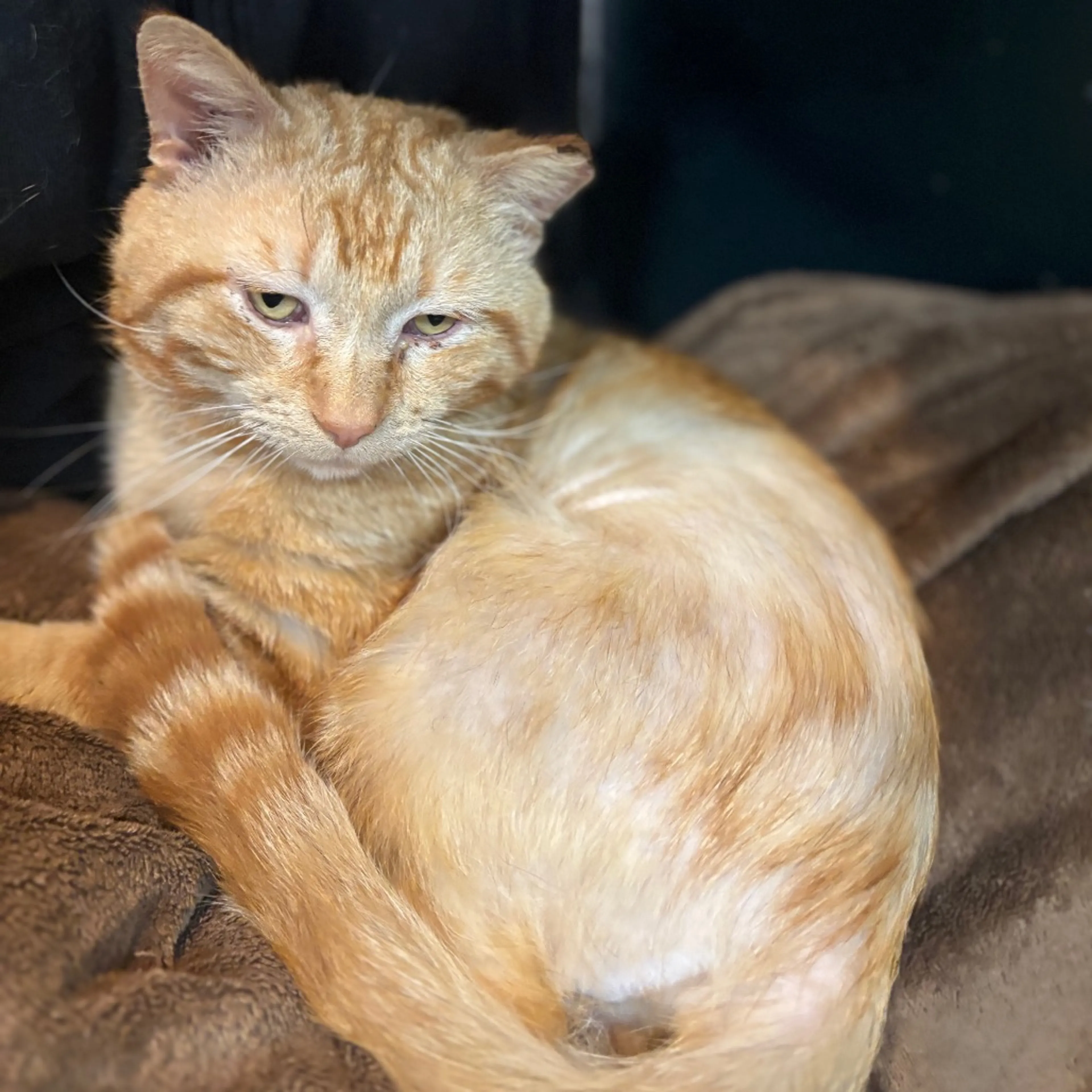 Found pet-3