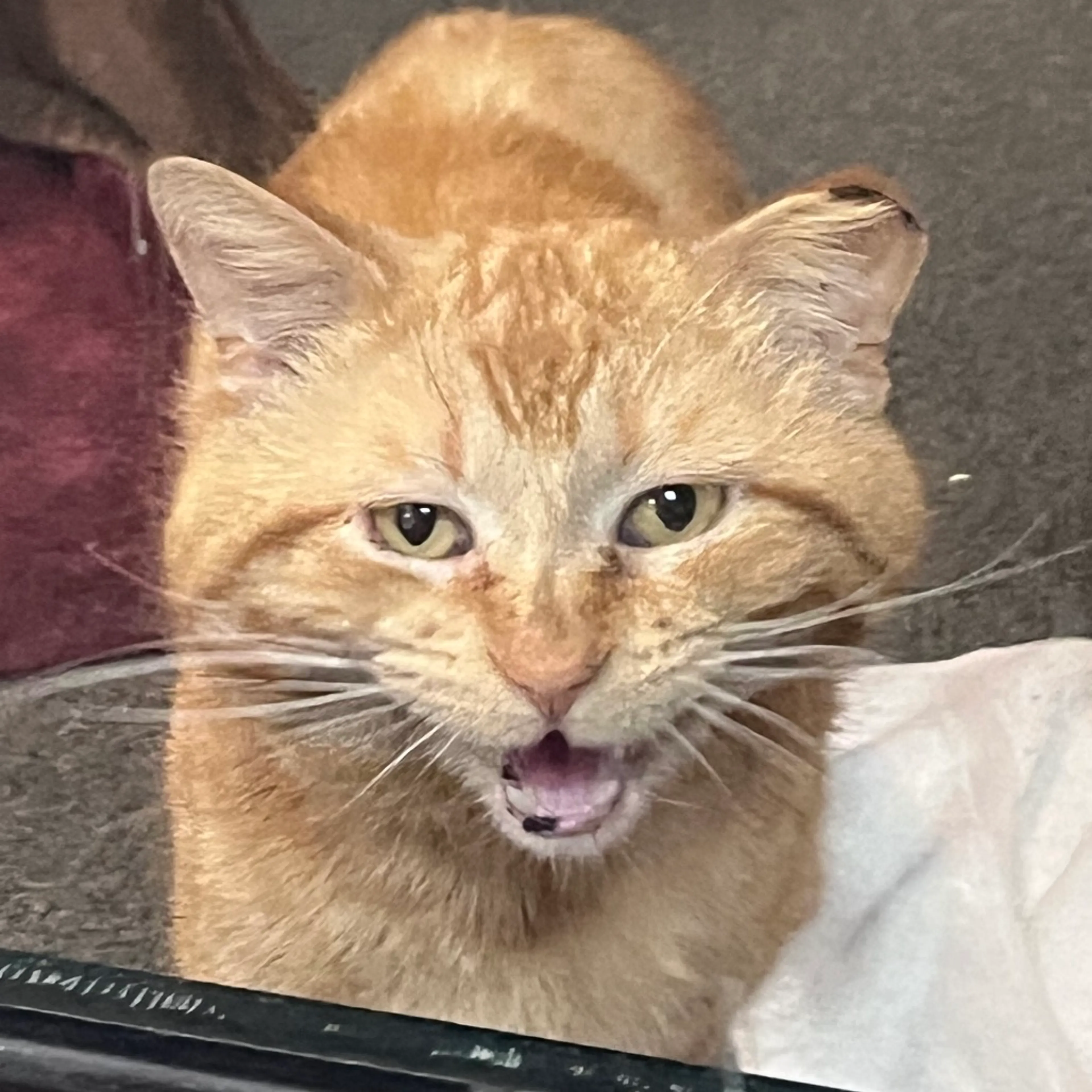 Found pet-1