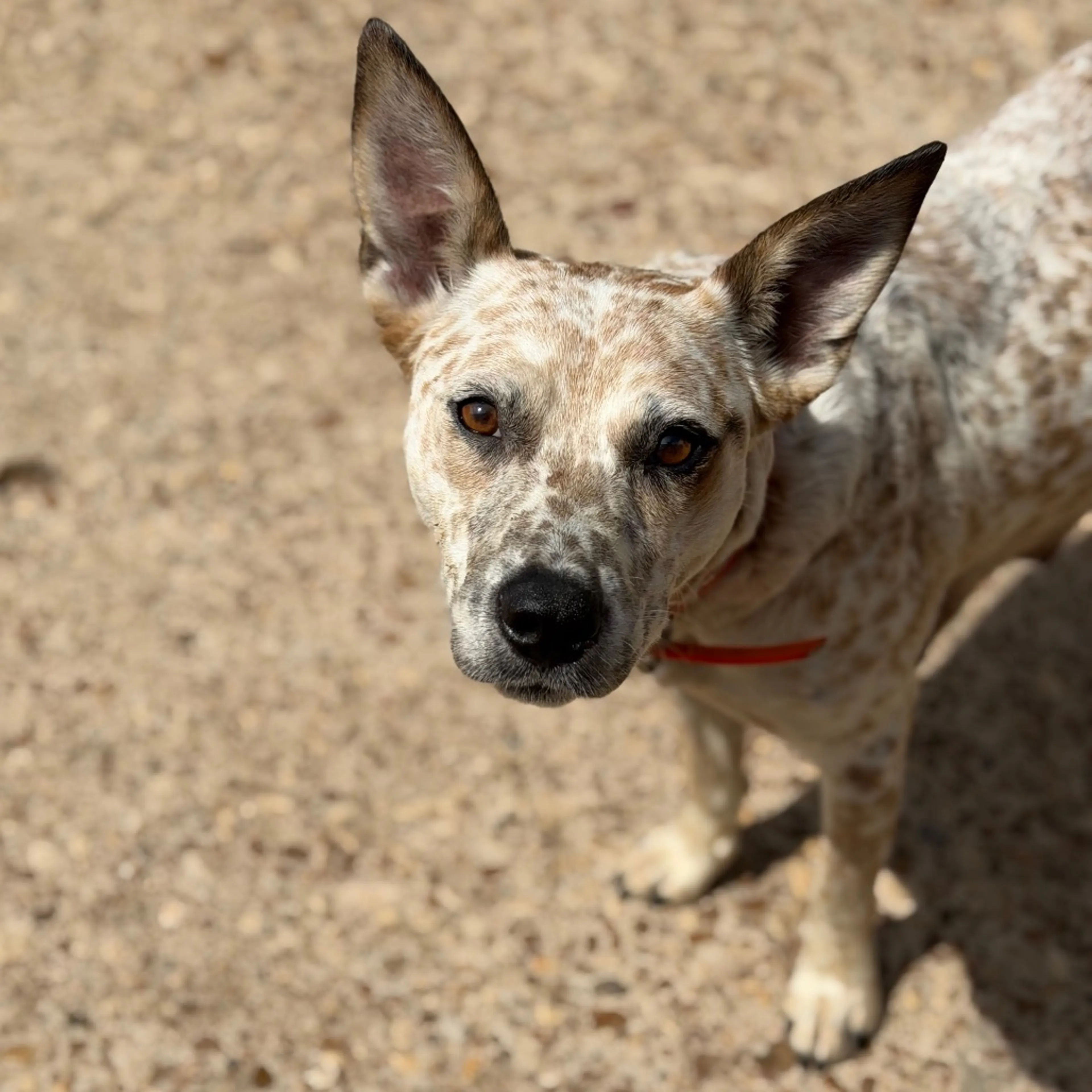 Found pet-2