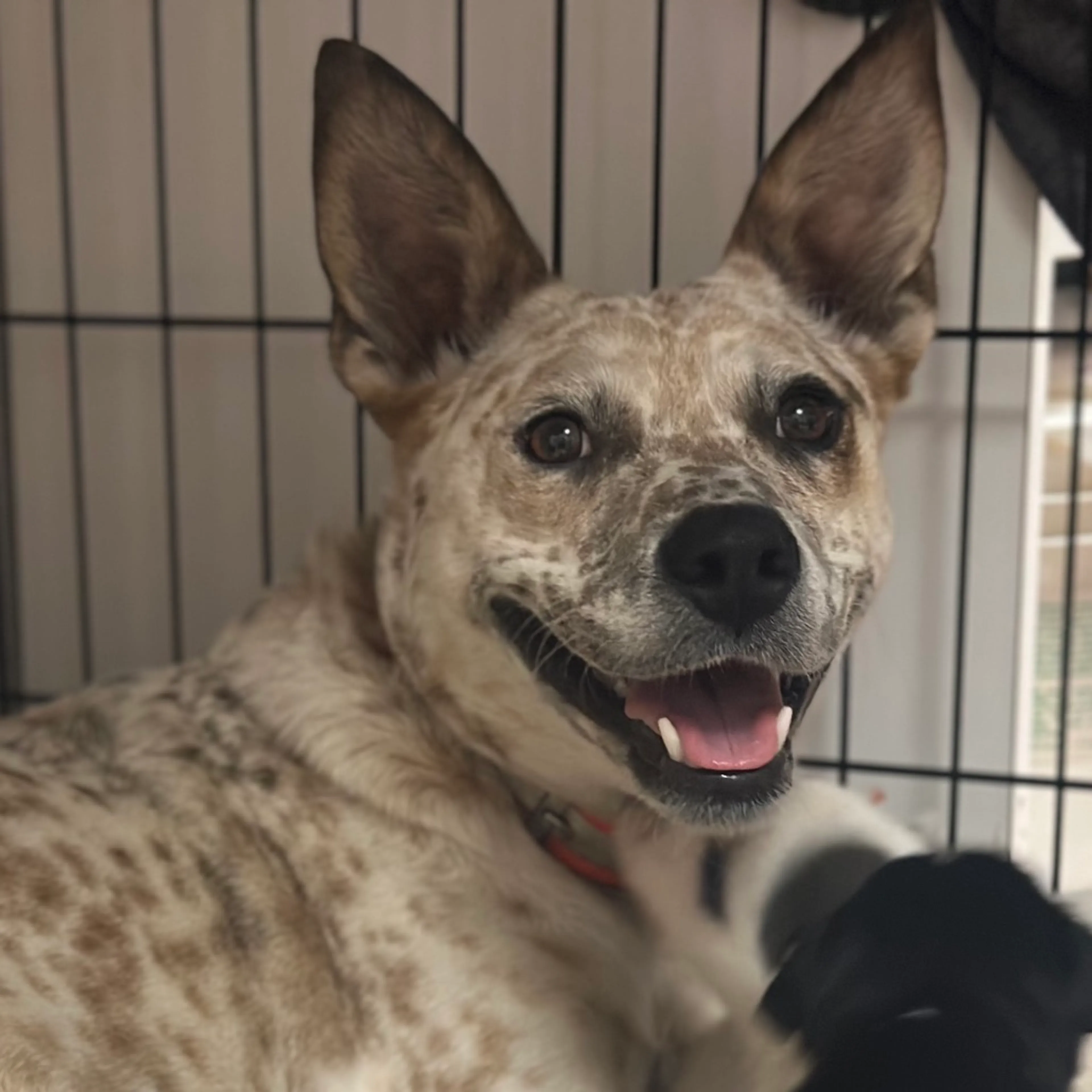 Found pet-1
